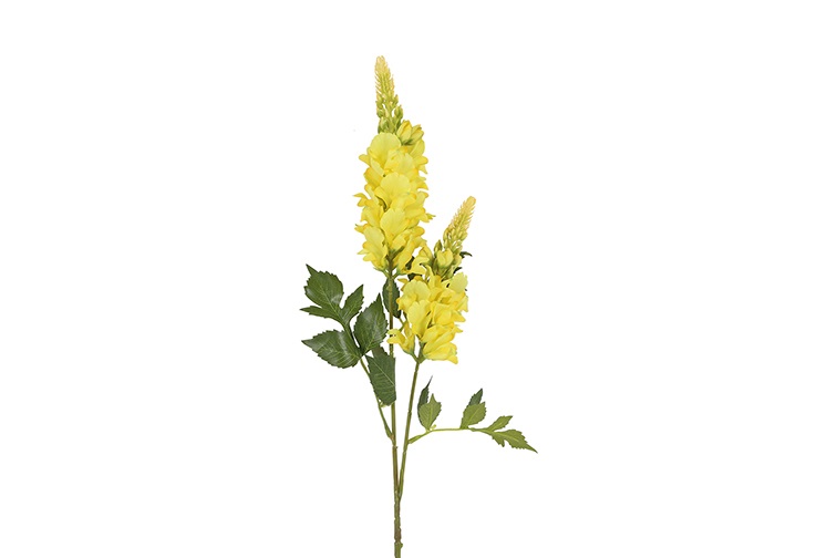 Lupine Yellow Gift