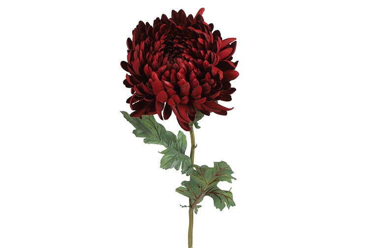 Chrysanthemum Red Gift