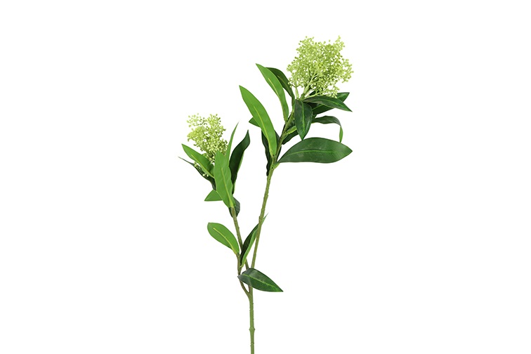 Skimmia Green Gift