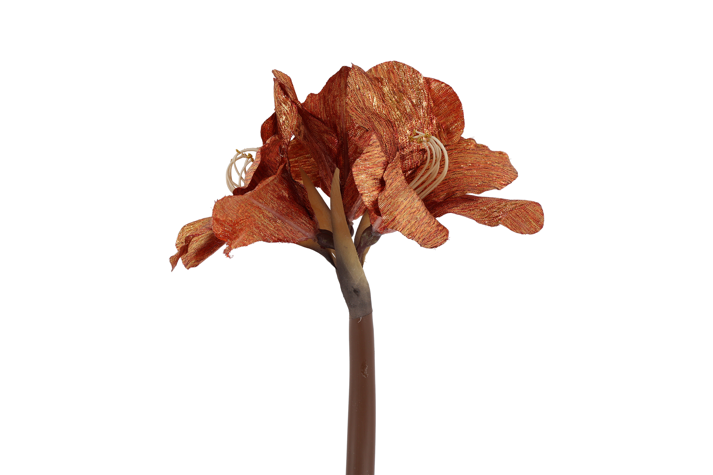 Art Flower Amaryllis Brown Gift