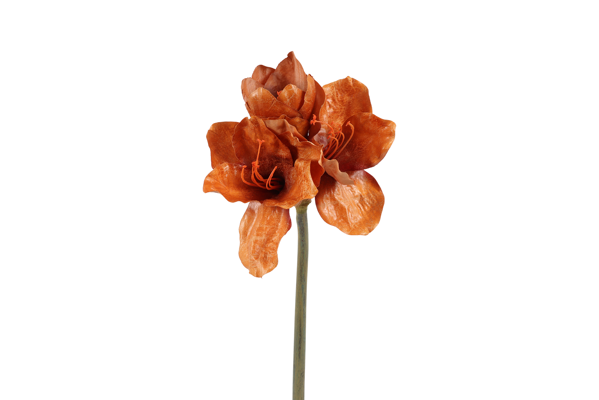 Amaryllis Sibel Brown Gift