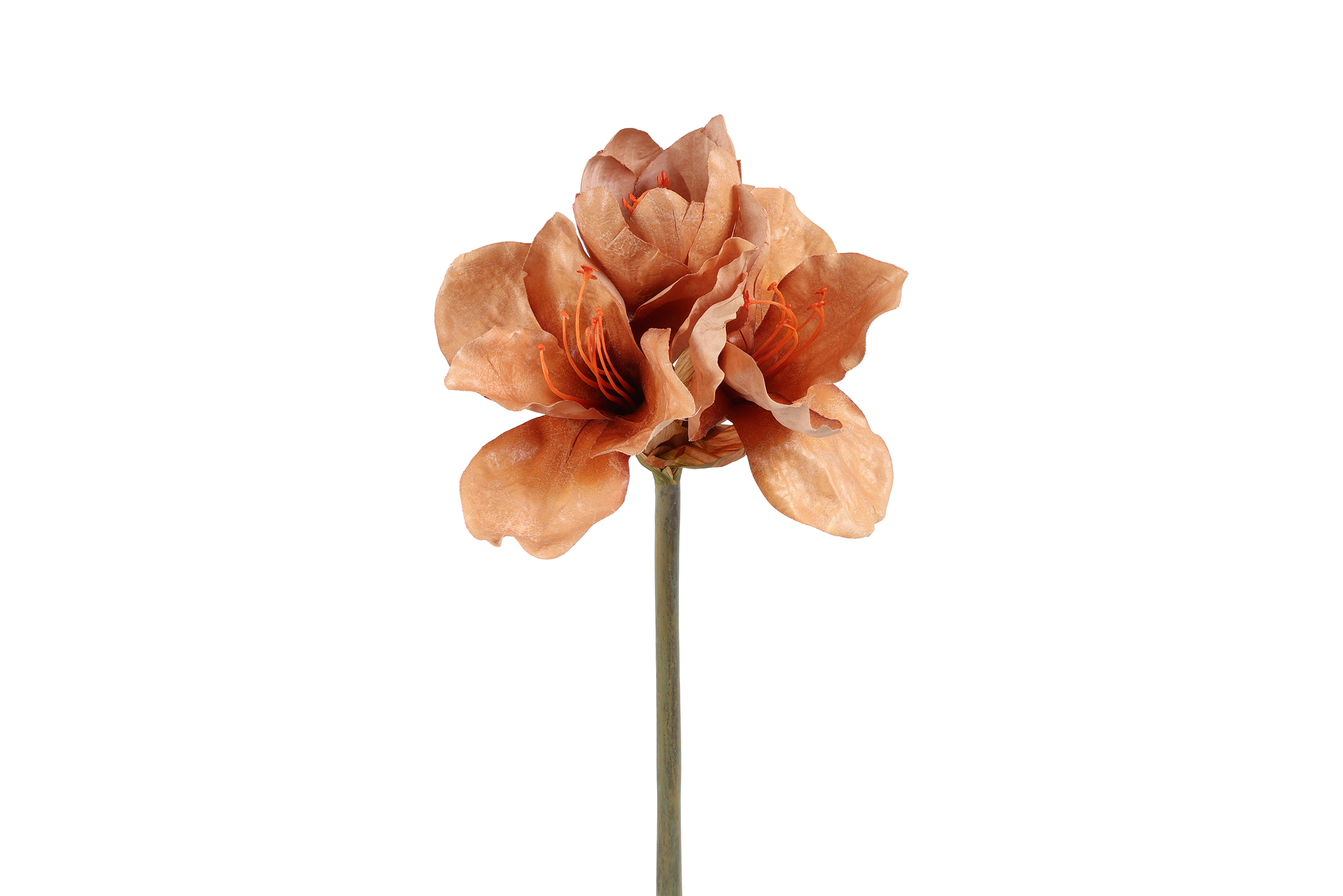 Amaryllis Sibel L.brown Gift