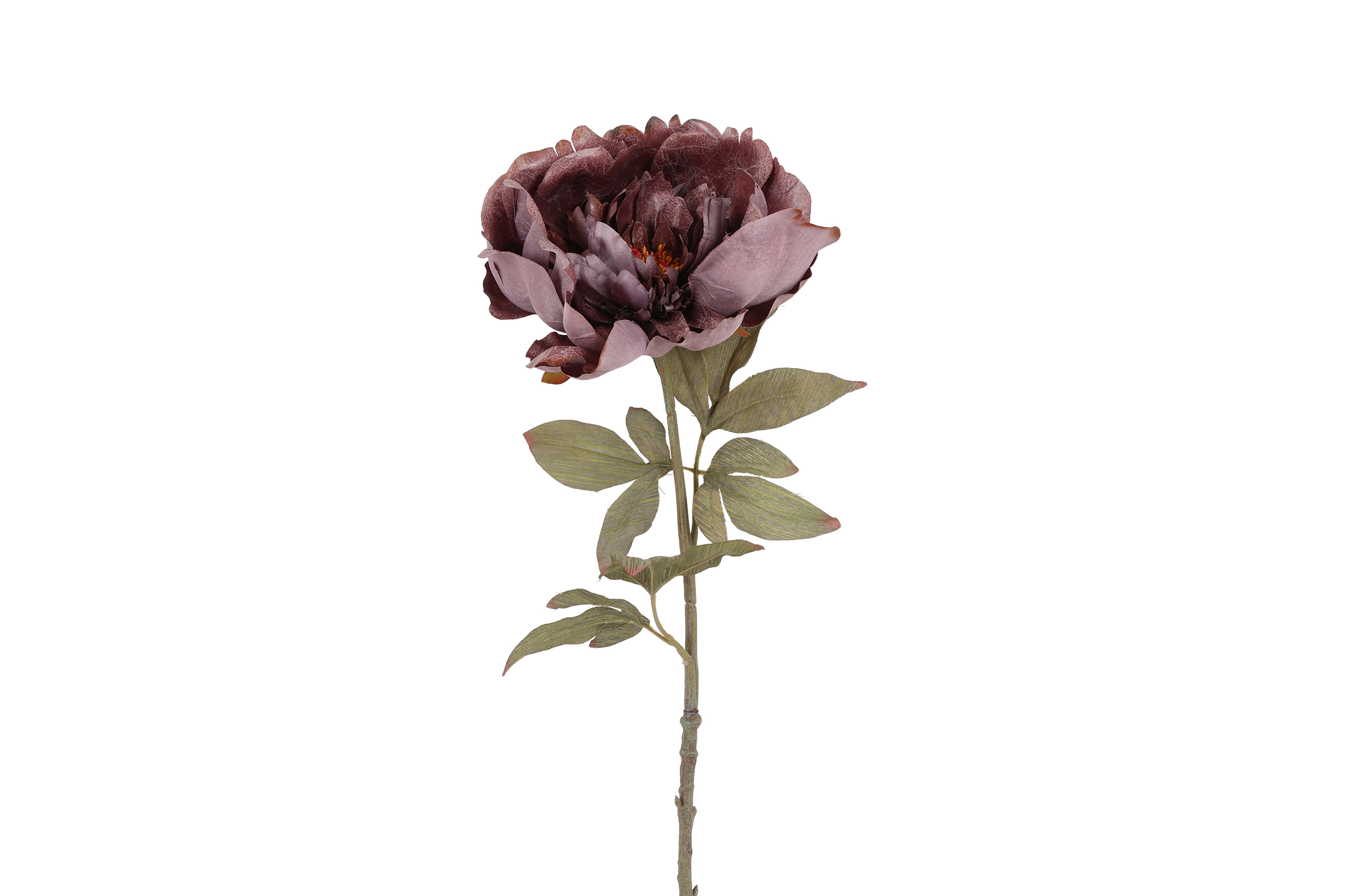 Peony Sibel Xl Purple Gift