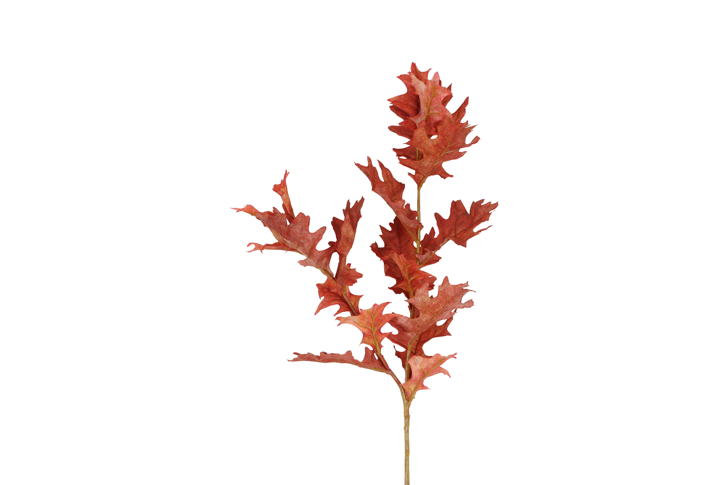 Quercus Red Gift