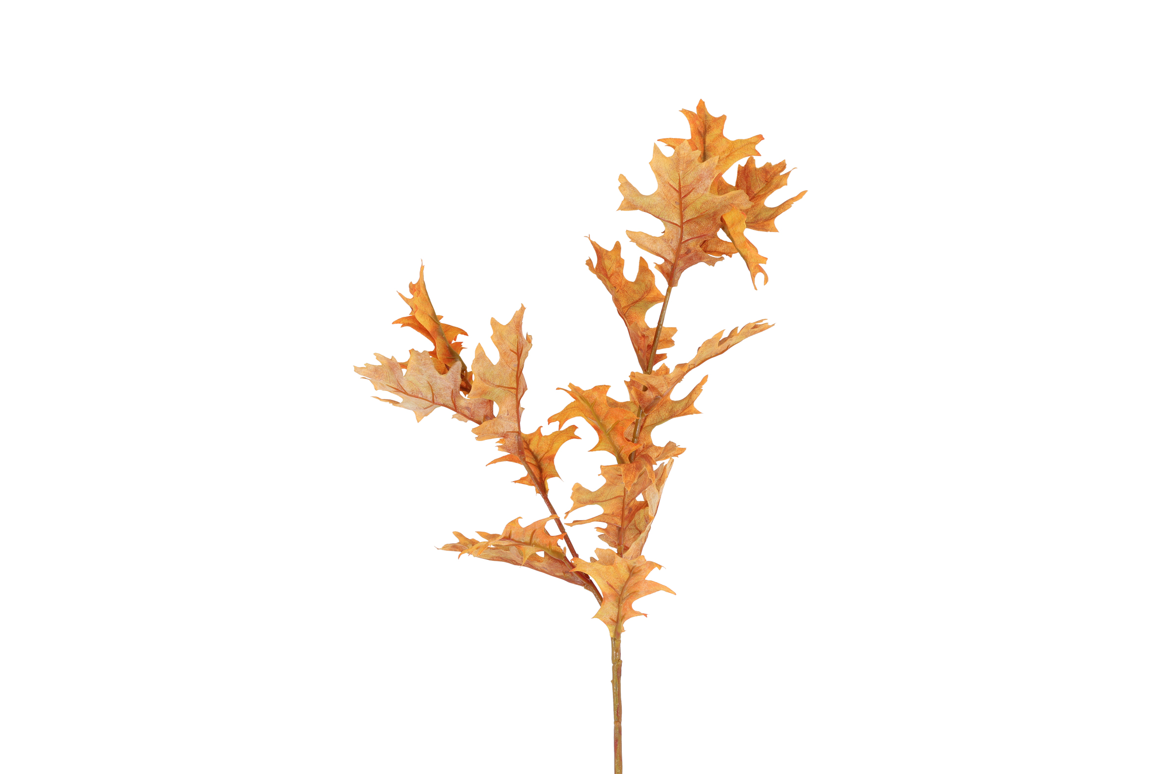 Quercus Yellow Gift