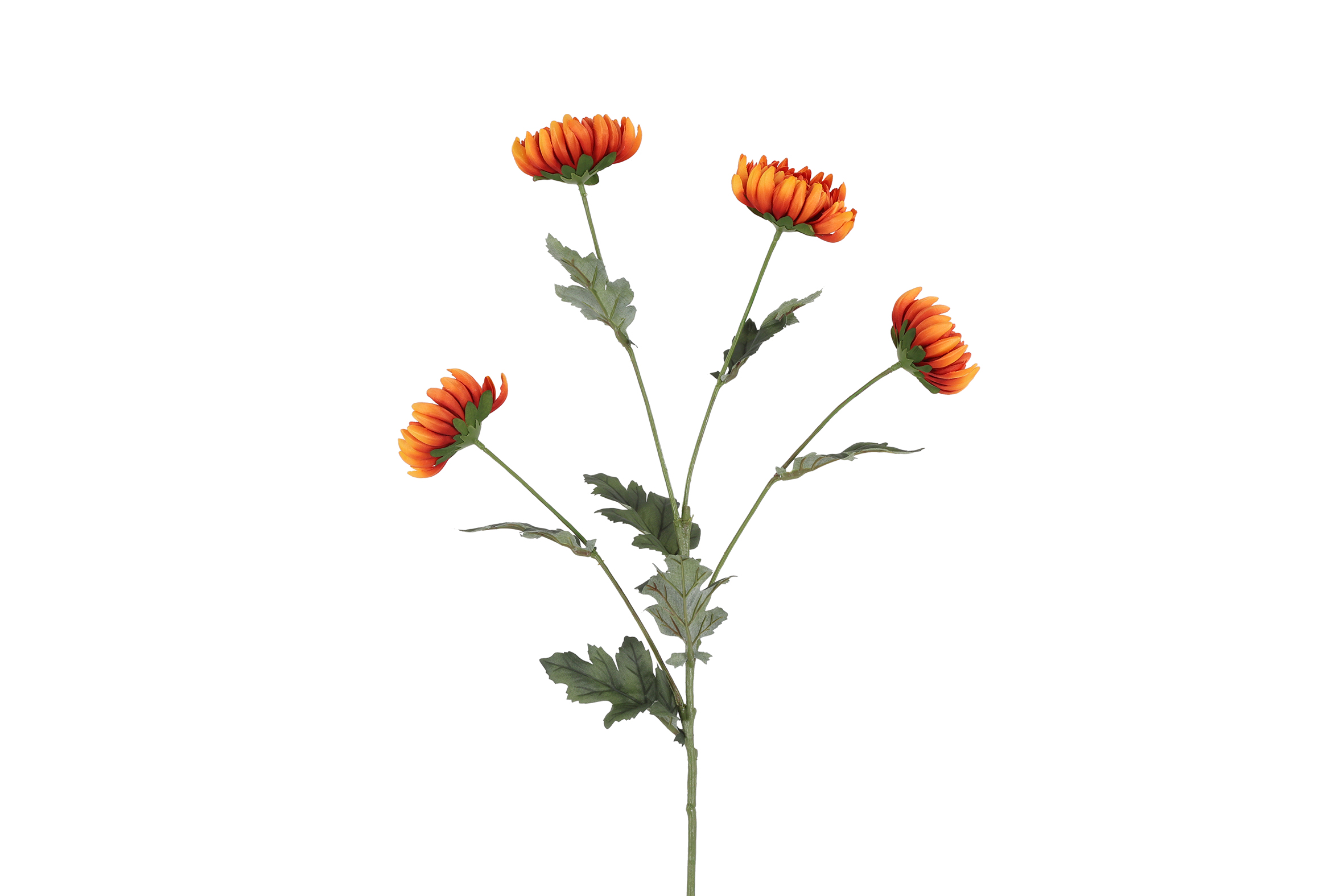 Chrysanthemum X4 Orange Gift