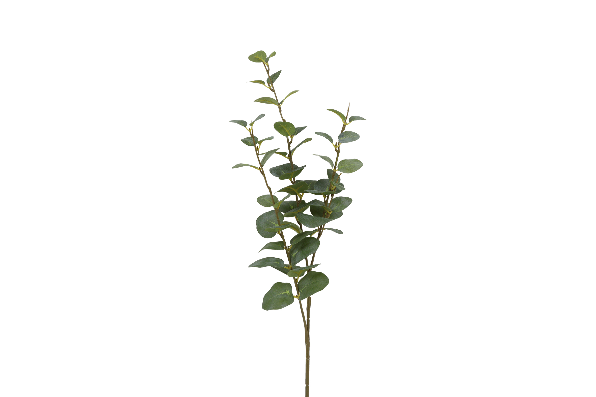 Eucalyptus Cinerea S Green Gift