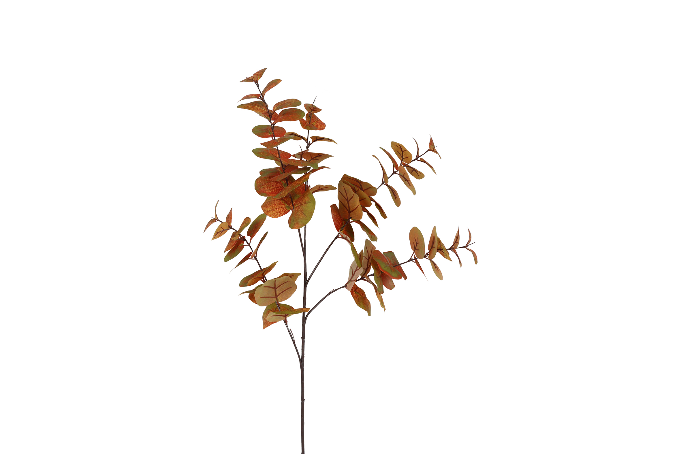 Eucalyptus Cinerea L Brown Gift