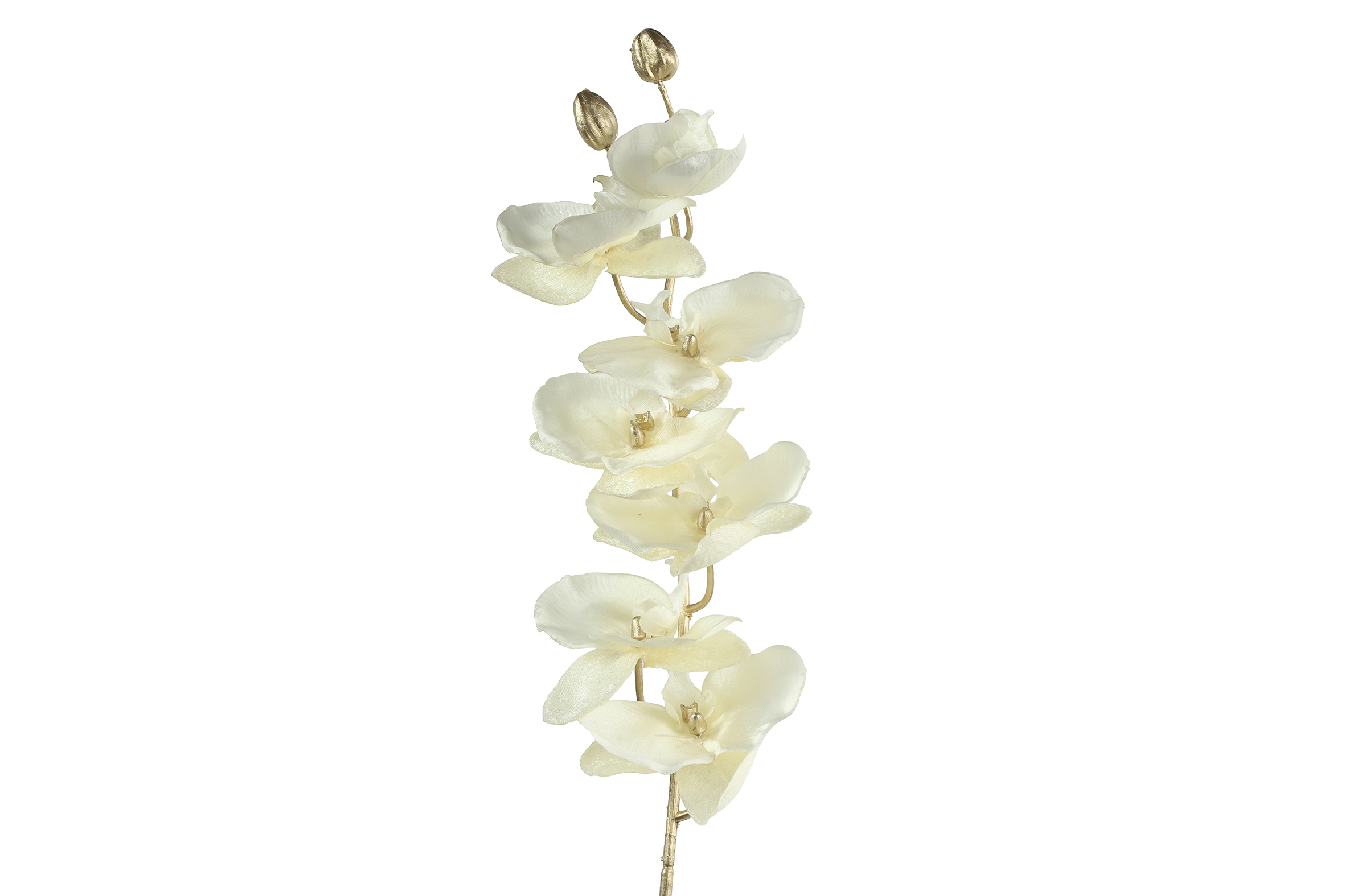 Phalaenopsis Cream Gift