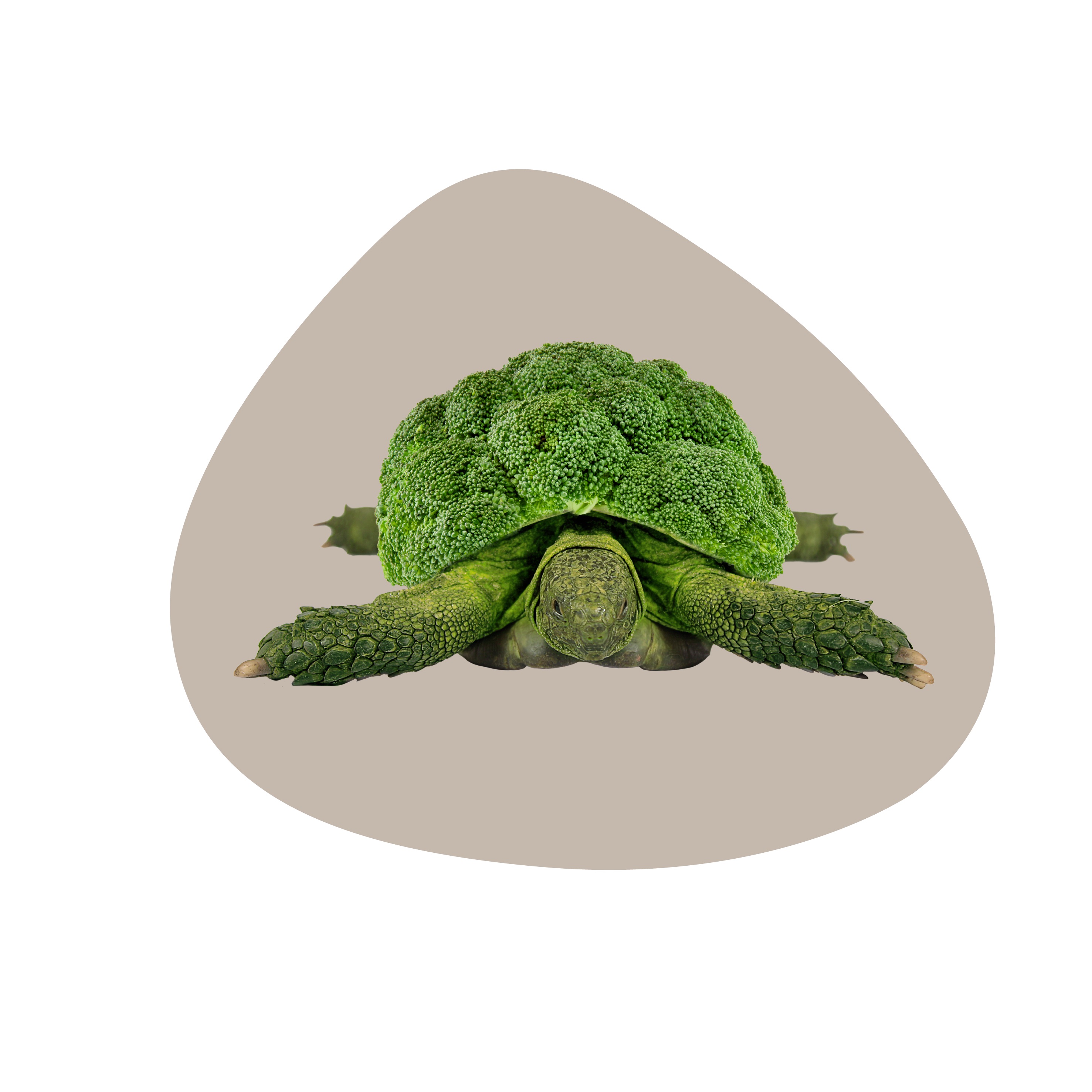 Pvc Placemat Turtle Decoration Gift