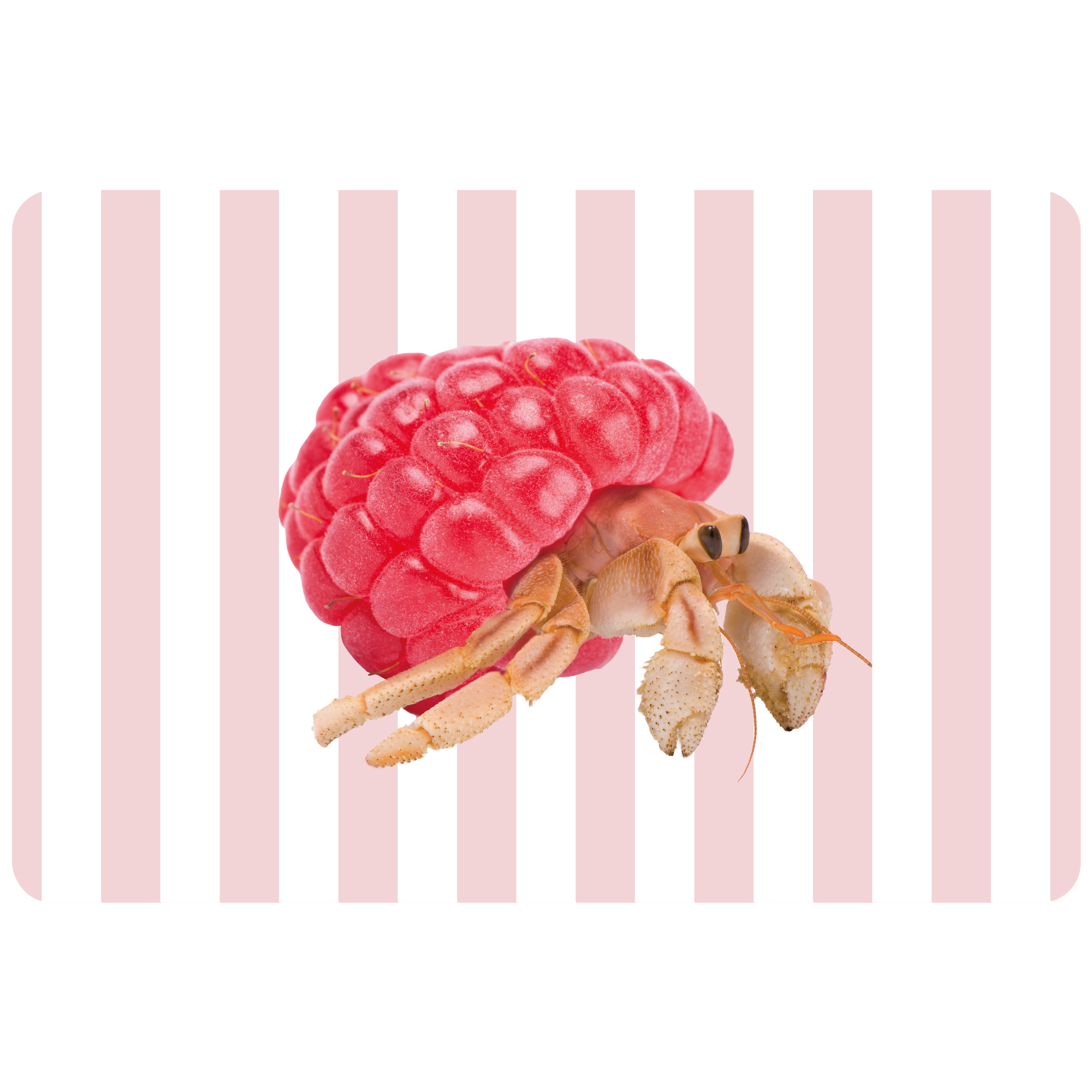 Double-sided Pvc Placemat Hermit Crab Decoration Gift