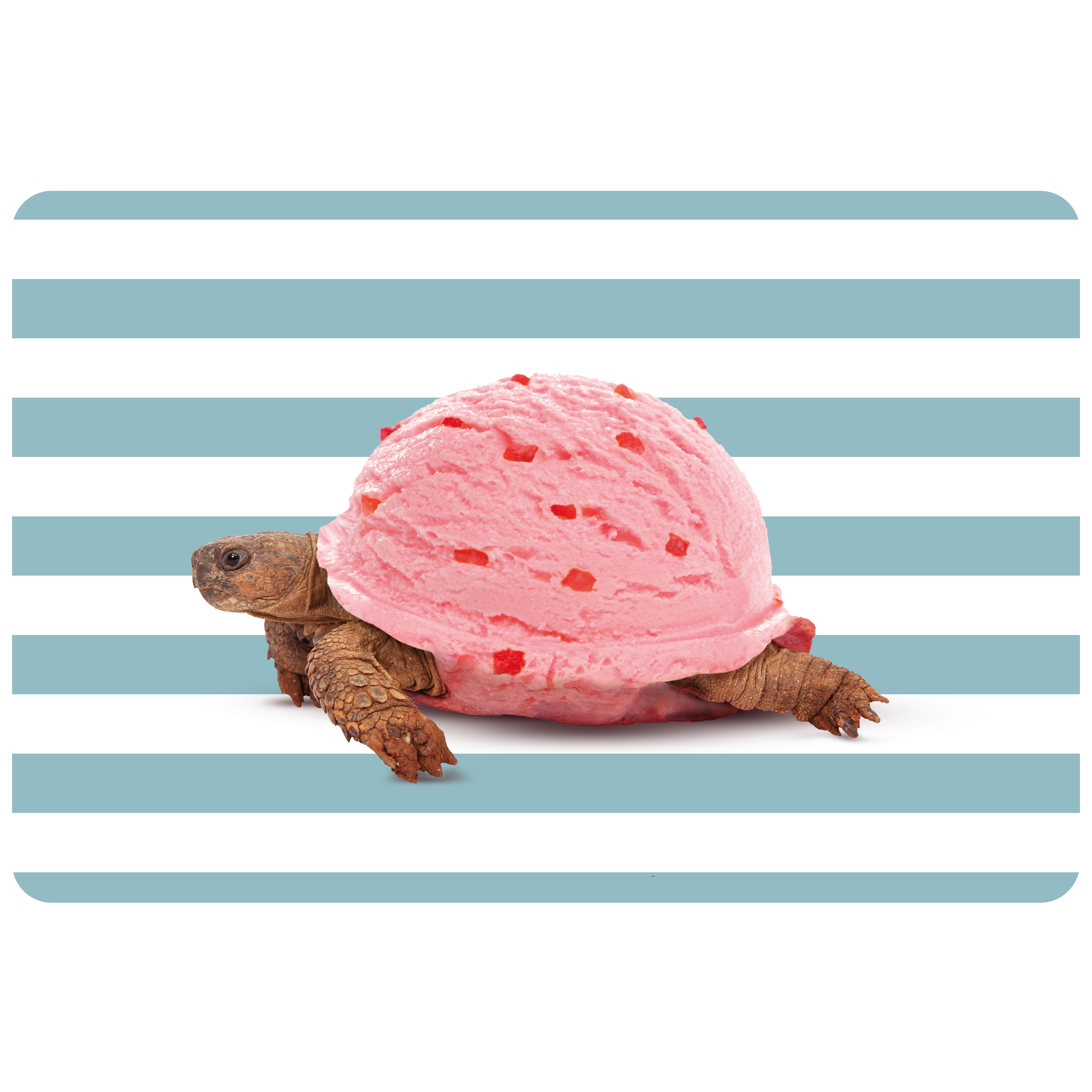 Double-sided Pvc Placemat Turtle Decoration Gift