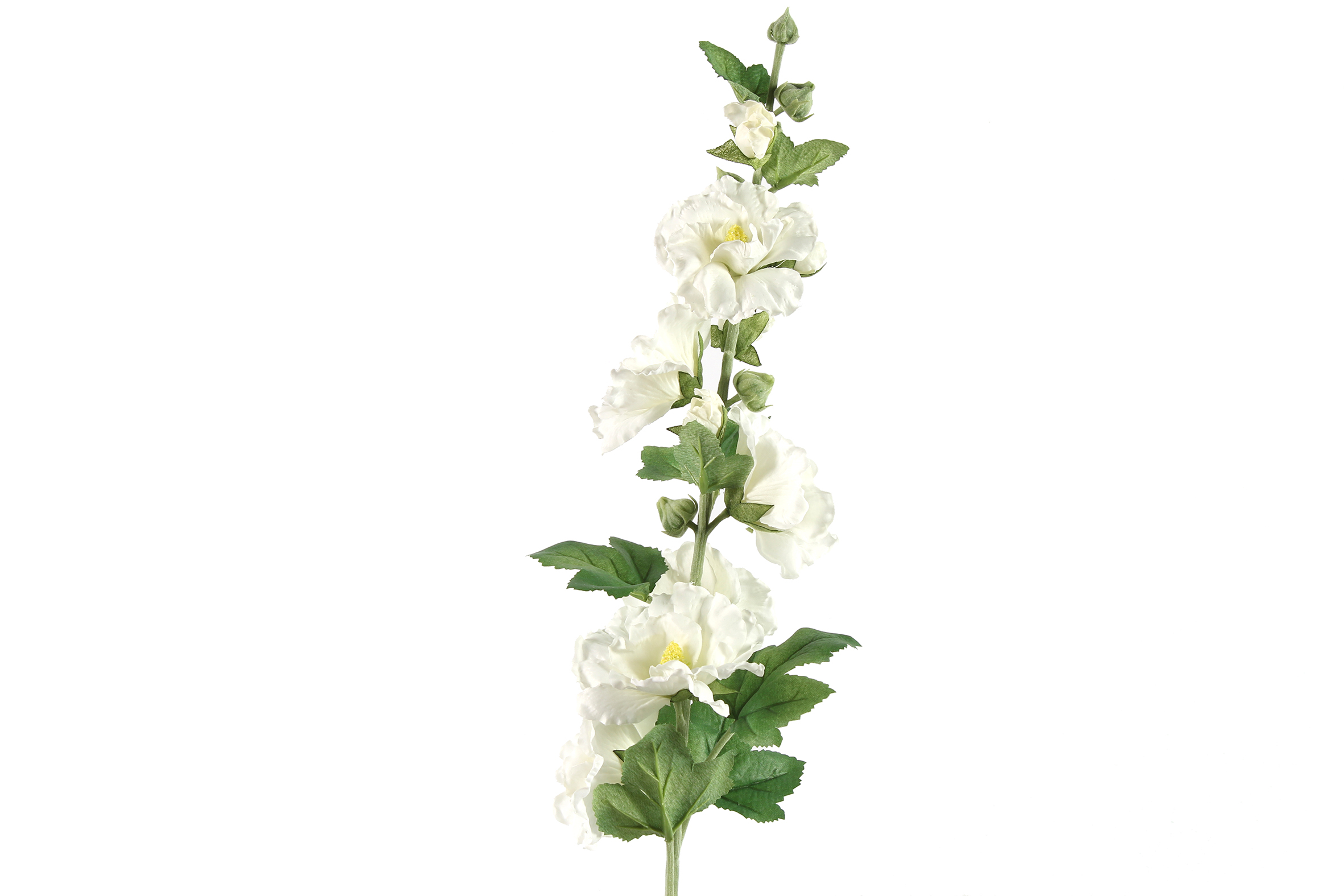 Art Flower Althaea Rosea Kathi White Gift