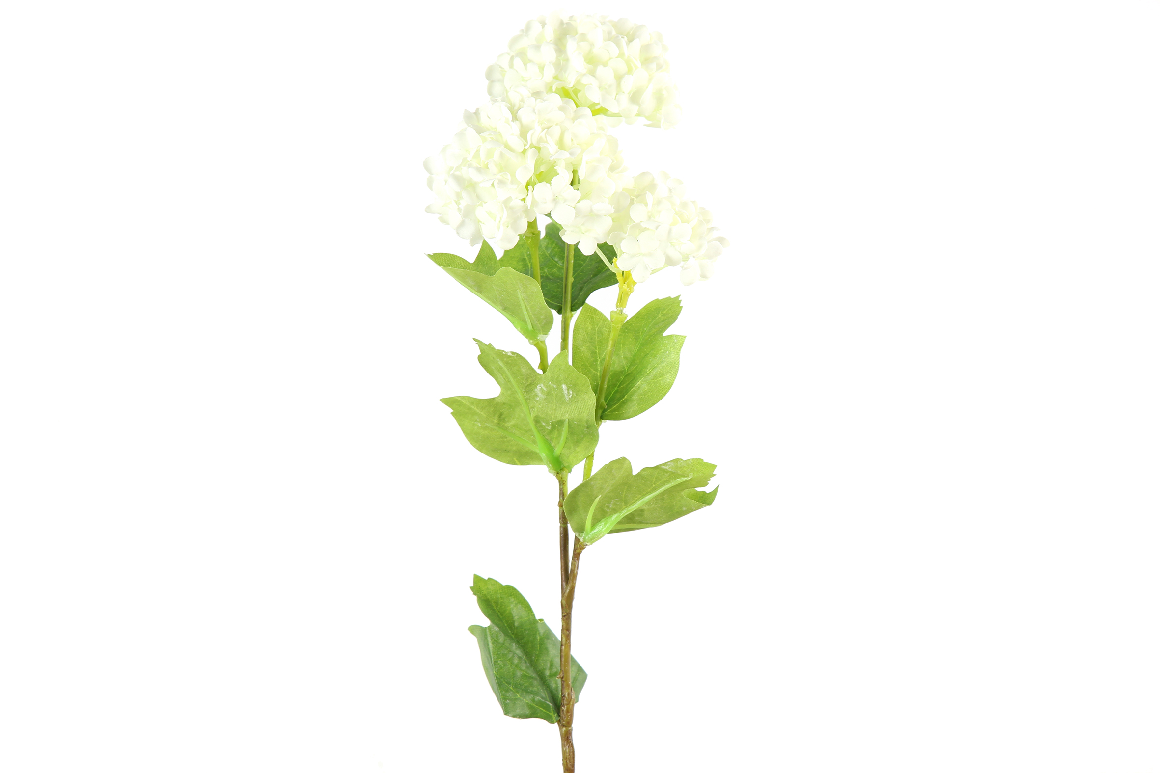 Art Flower Viburnum CrÃˆme Gift