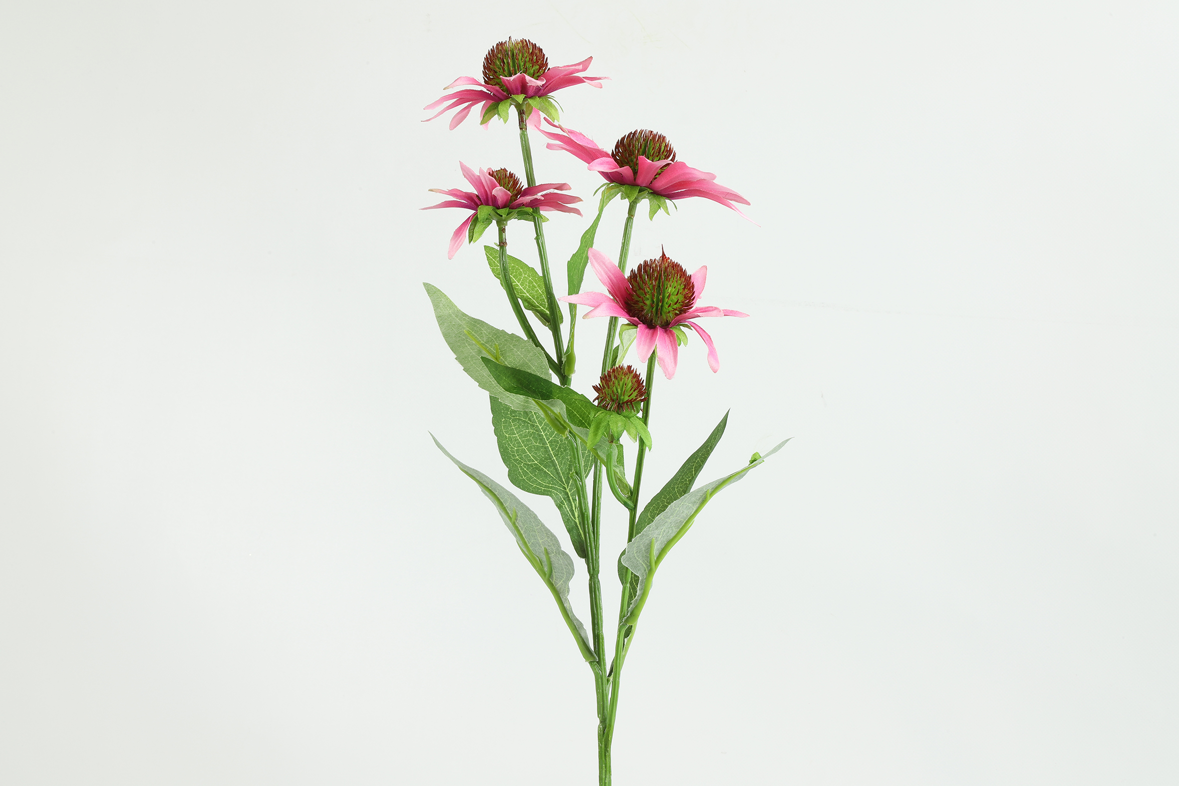 Art Flower Echinacea Pink Gift