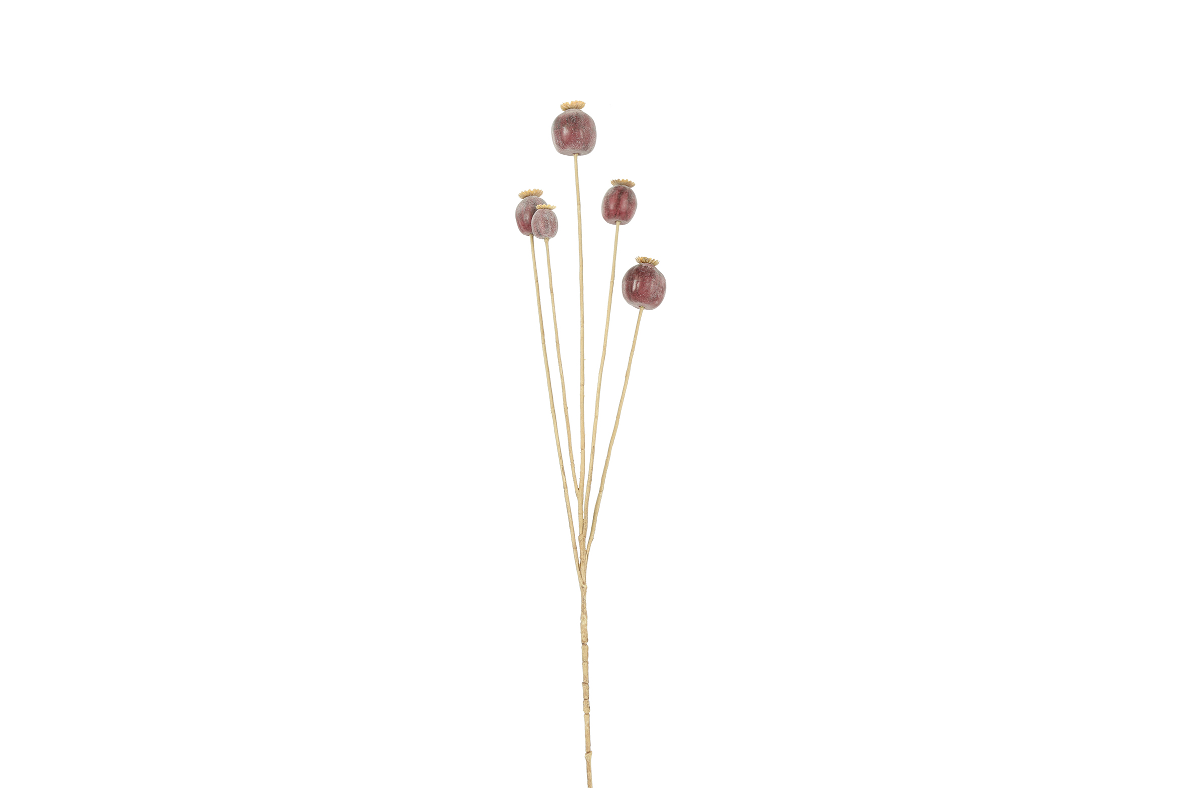 Art Branch Papaver Purple Gift