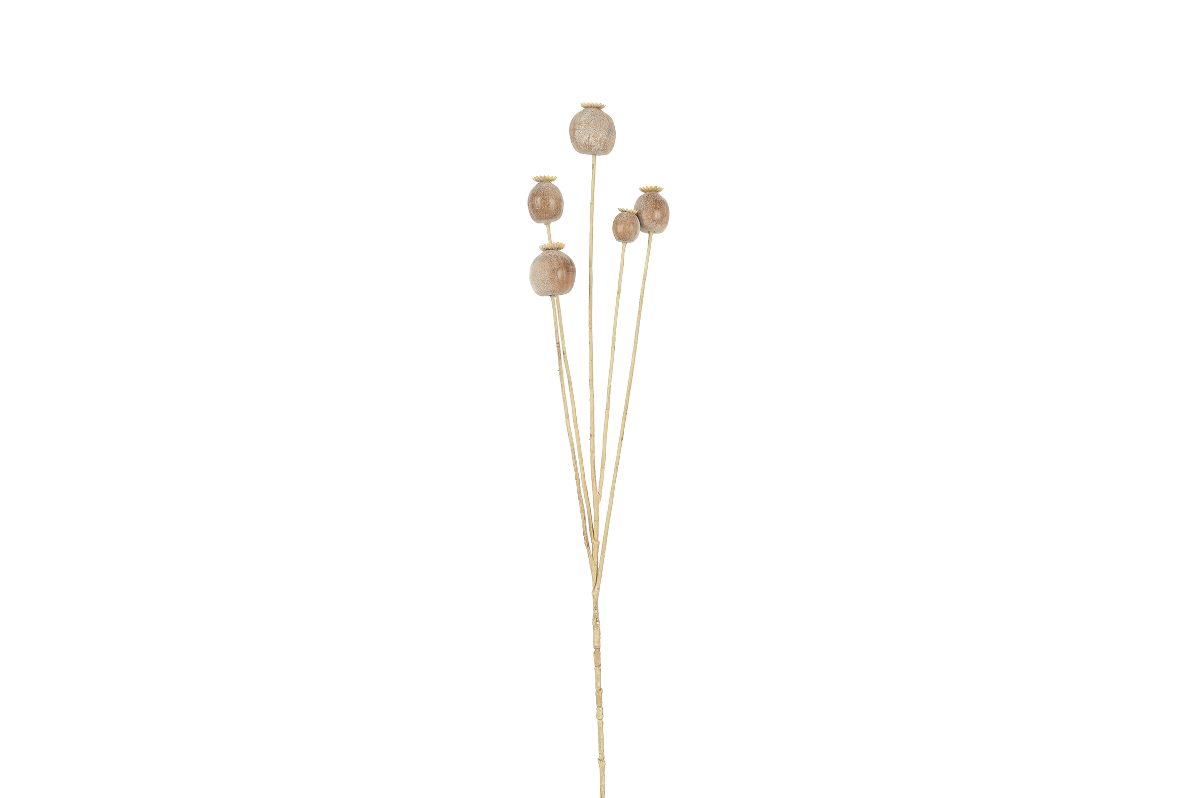 Art Branch Papaver Brown Gift