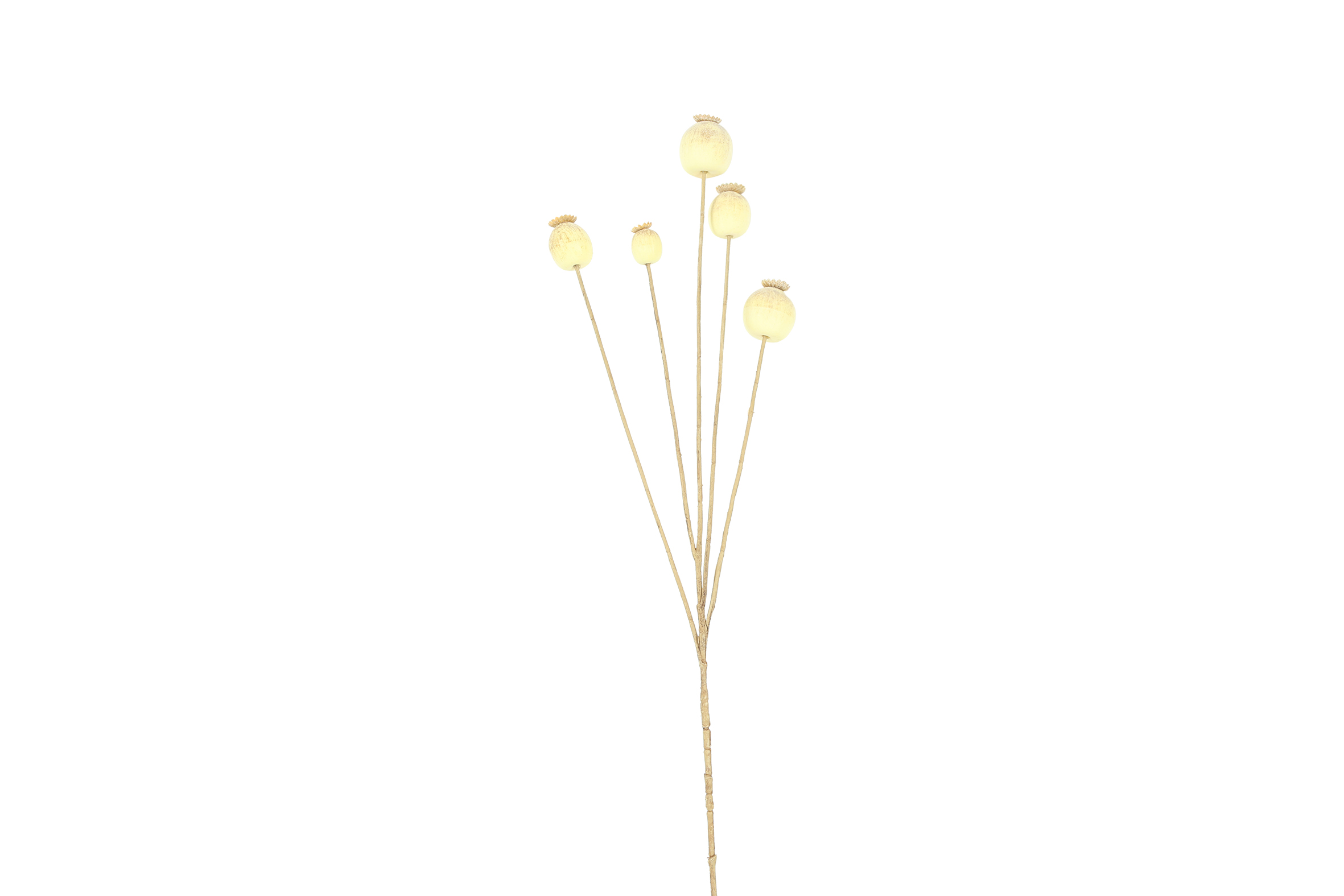 Art Branch Papaver CrÃˆme Gift