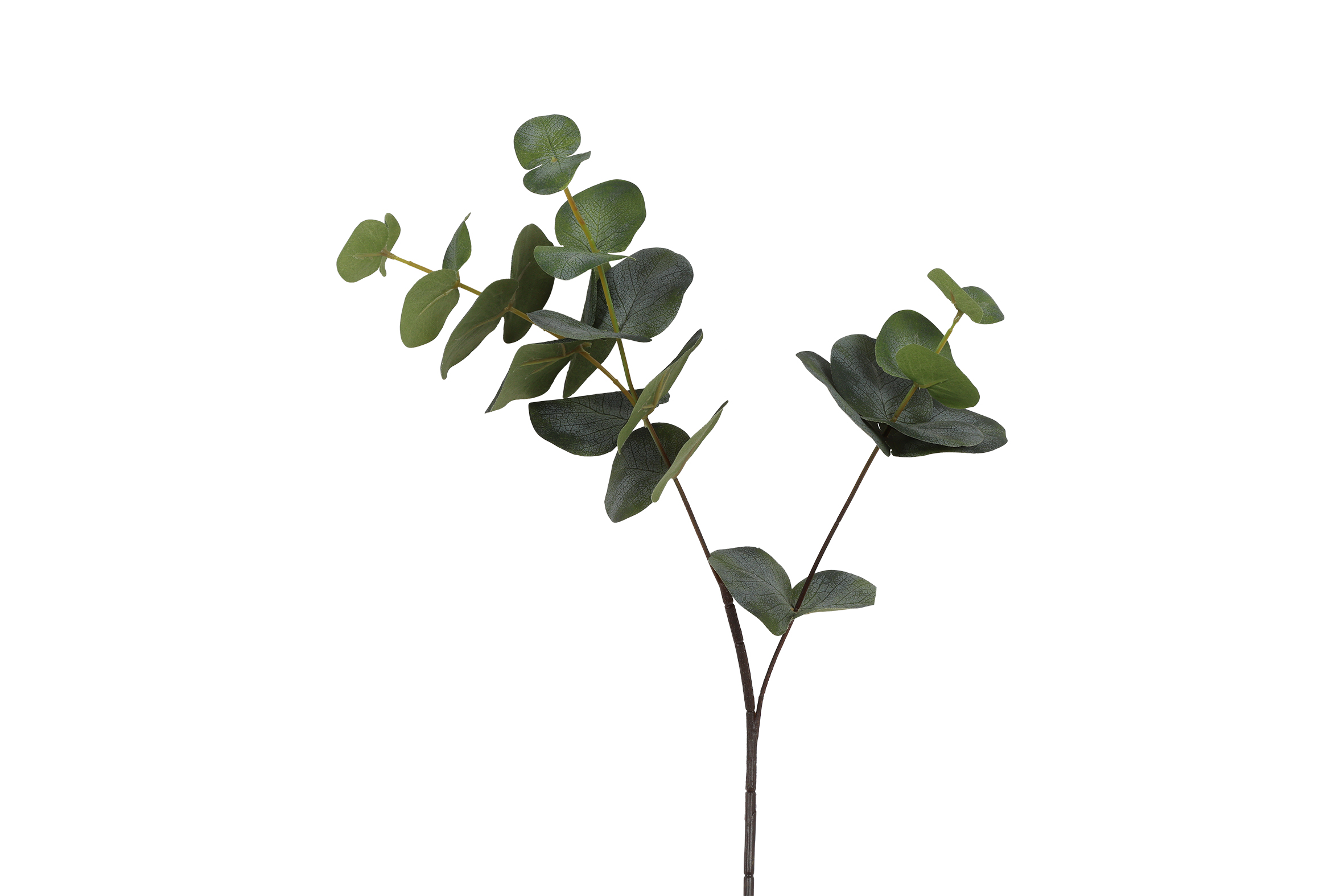 Art Leaf Eucalupthus Cinerea S Green Gift