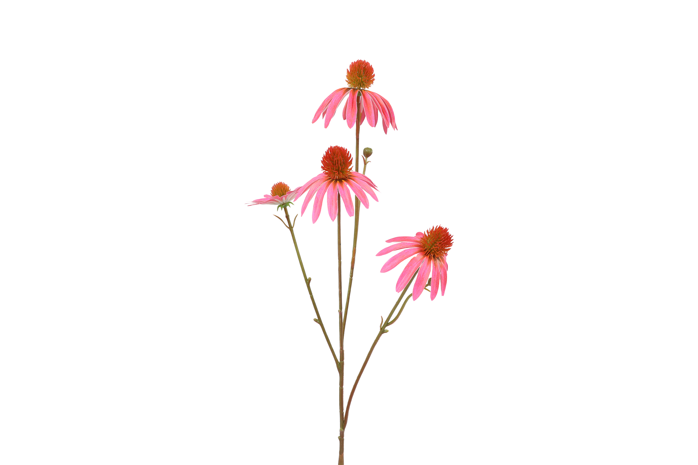 Art Flower Echinacea Fuchsia Gift
