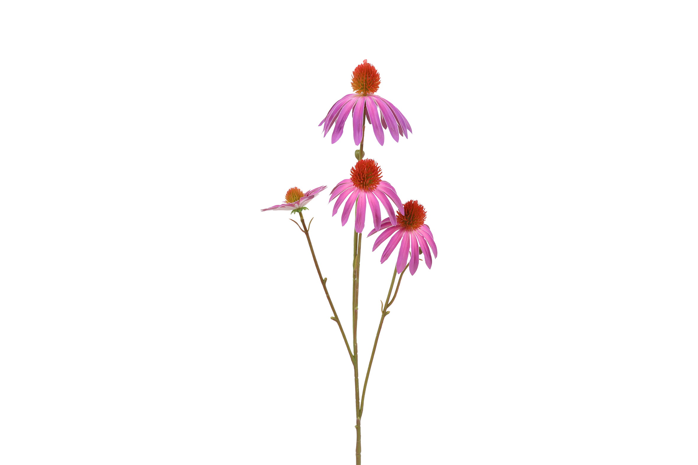 Art Flower Echinacea Purple Gift