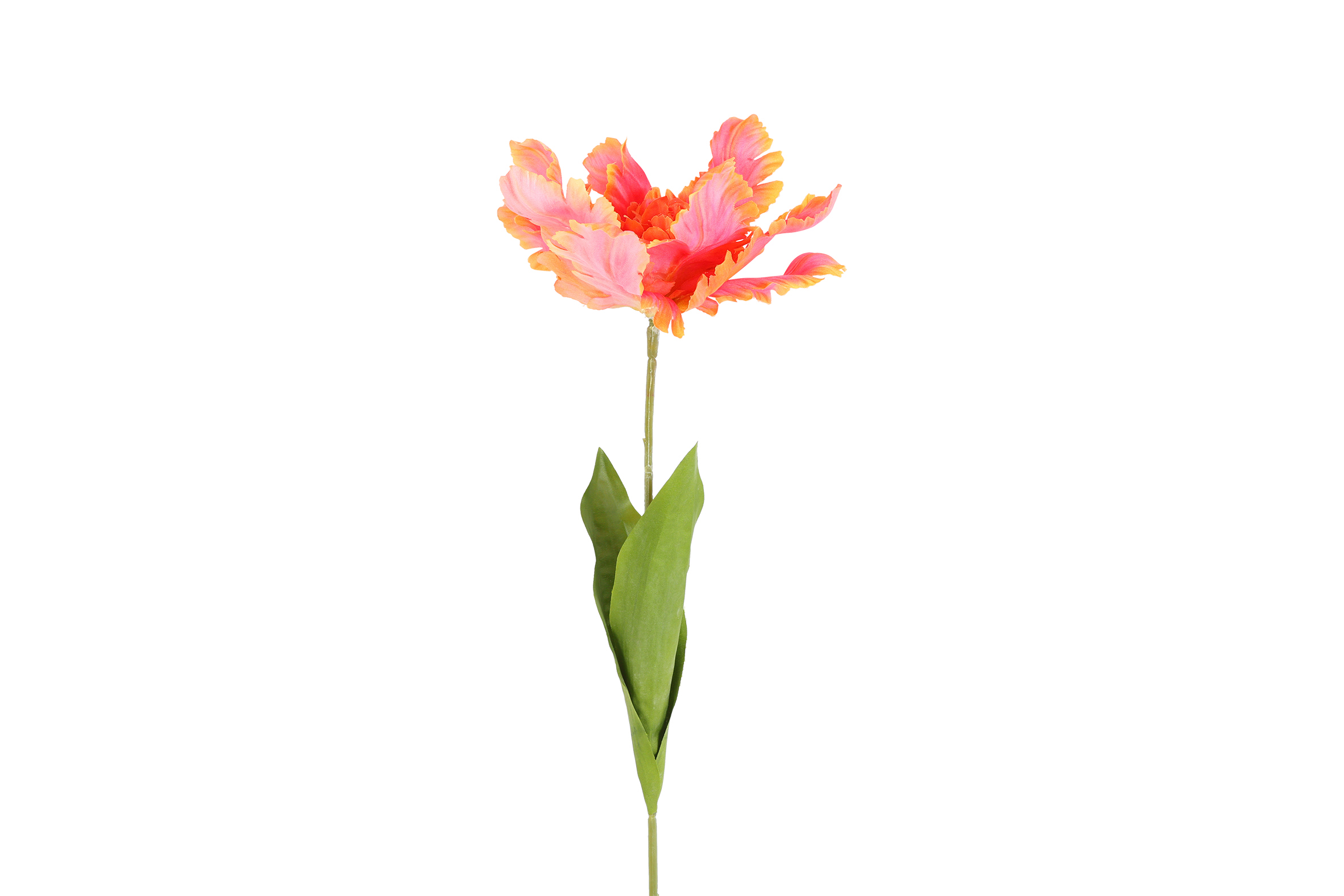 Art Flower Tulp Tulipa Parrot Karin L L.orange Gift