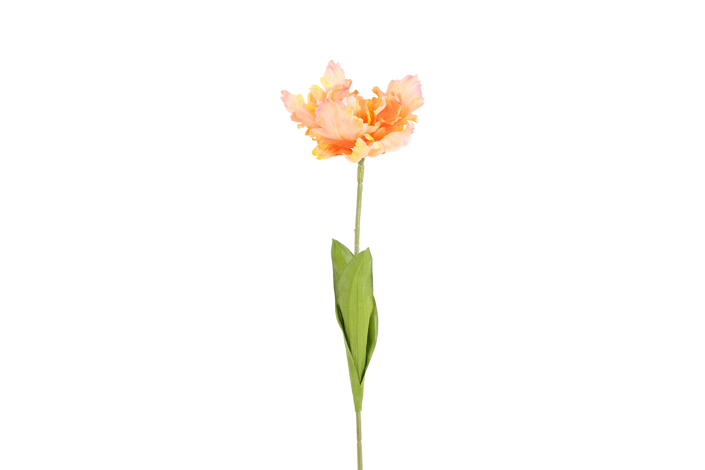 Art Flower Tulp Tulipa Parrot Karin S Yellow/salmon Gift