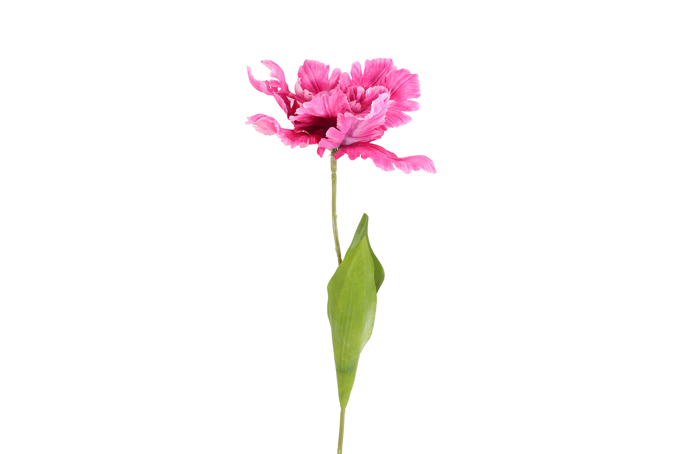 Art Flower Tulp Tulipa Parrot Karin L Purple Gift