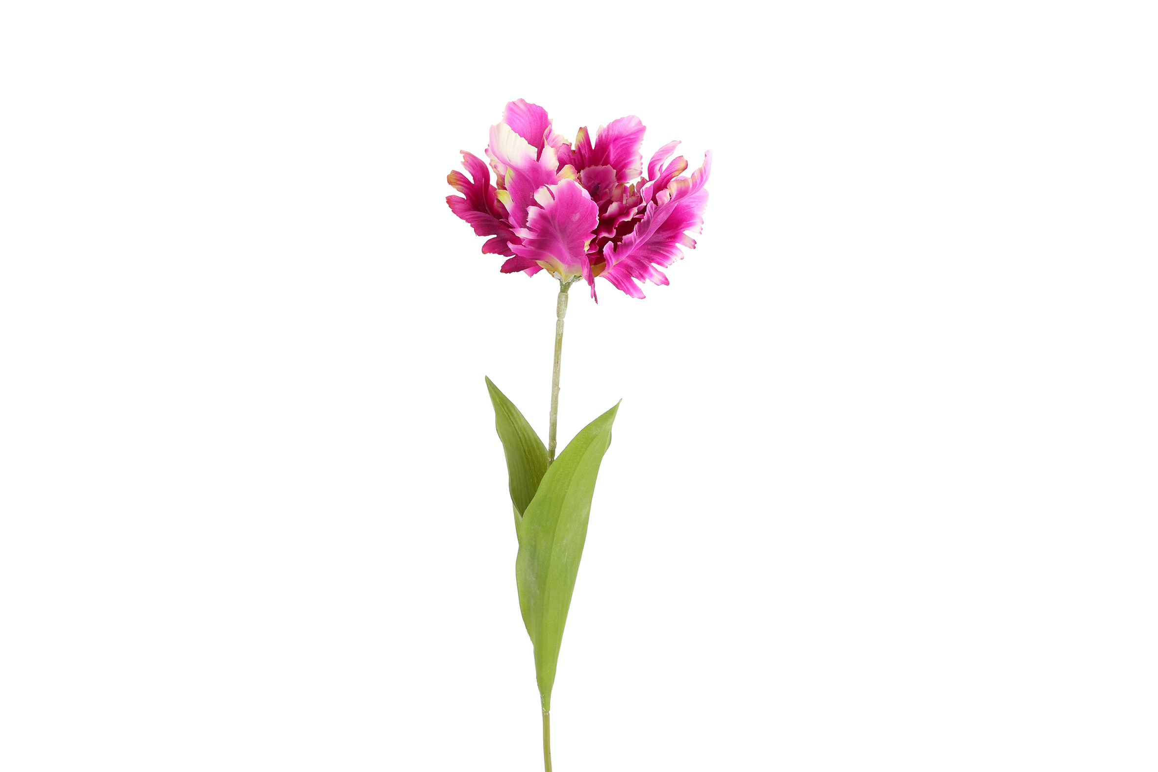 Art Flower Tulp Tulipa Parrot Karin L D.purple Gift