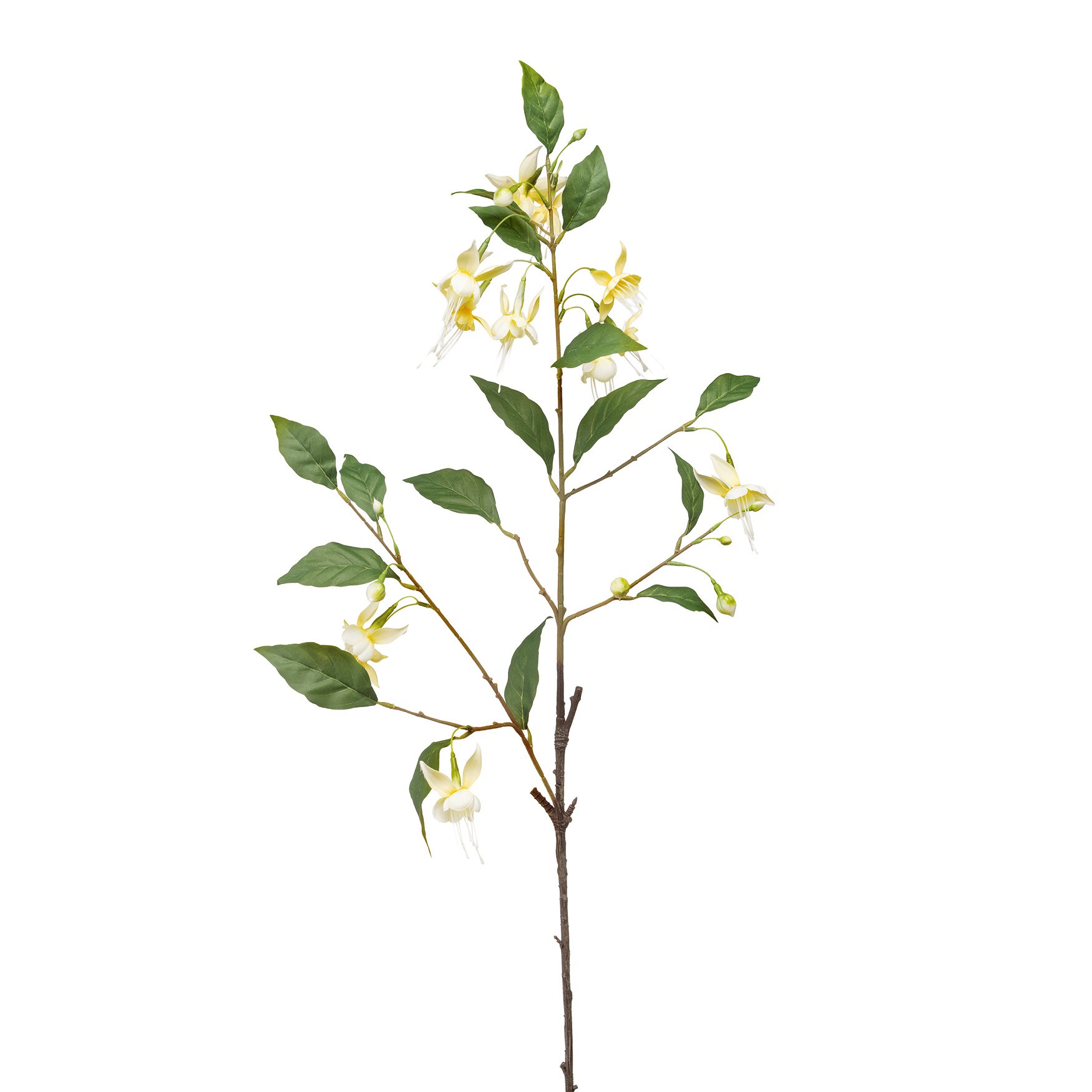 Fiorile Fuchsia Light Yellow Gift