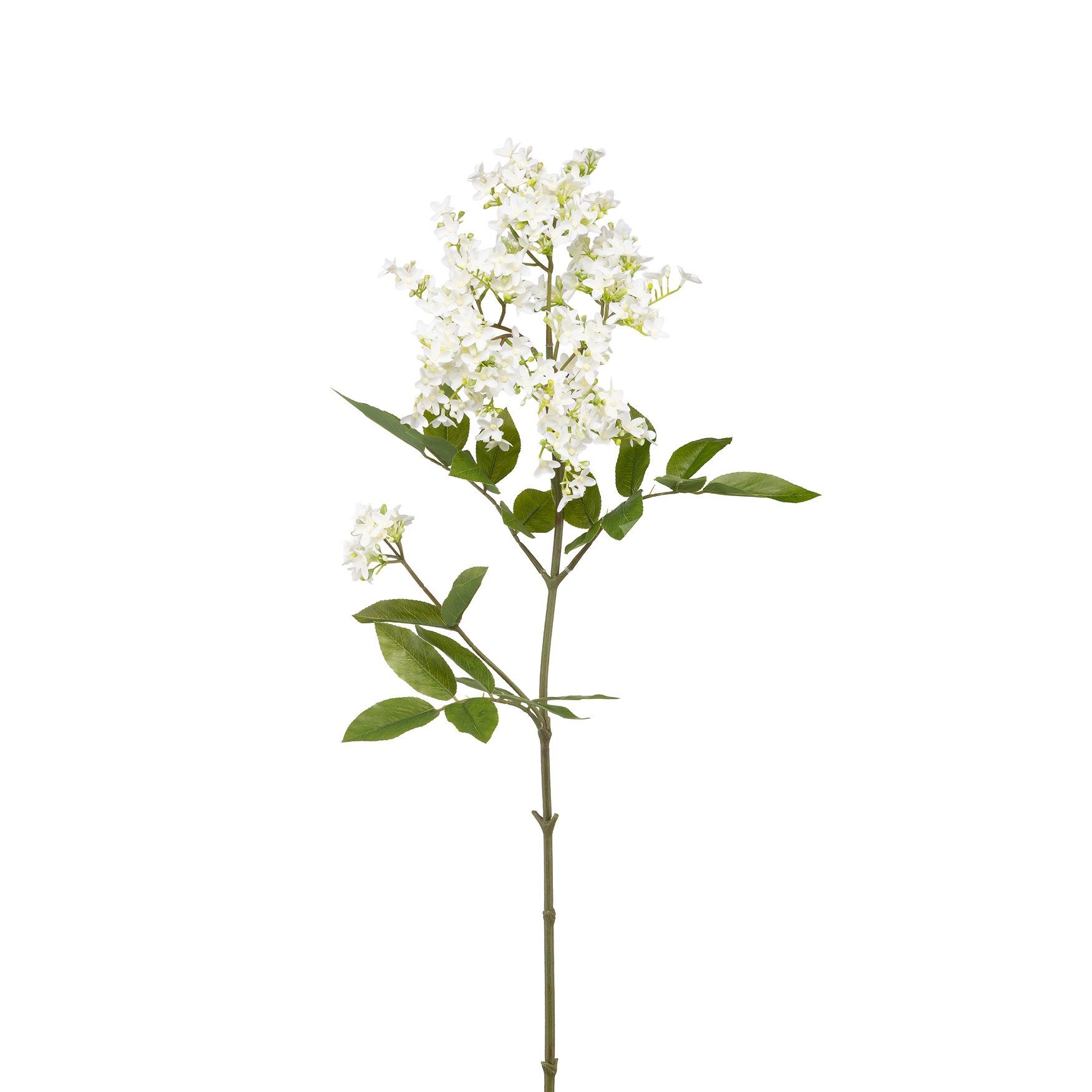 Fiorile Elderflower Gift