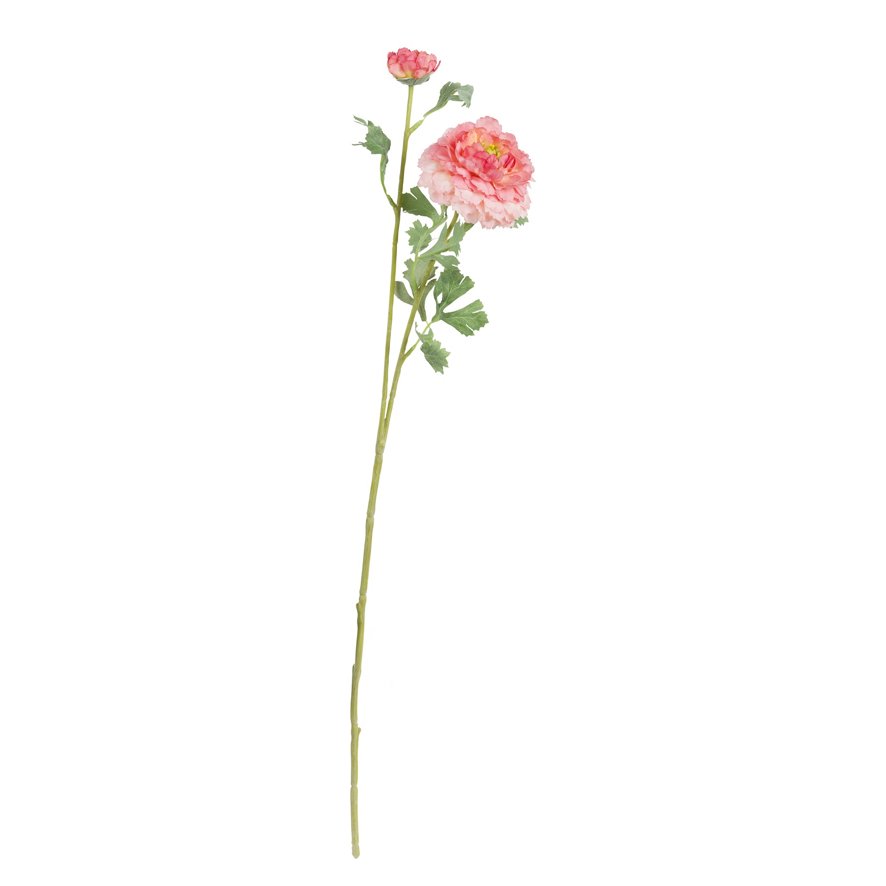 Fiorile Peach Ranunculus Pompon Gift
