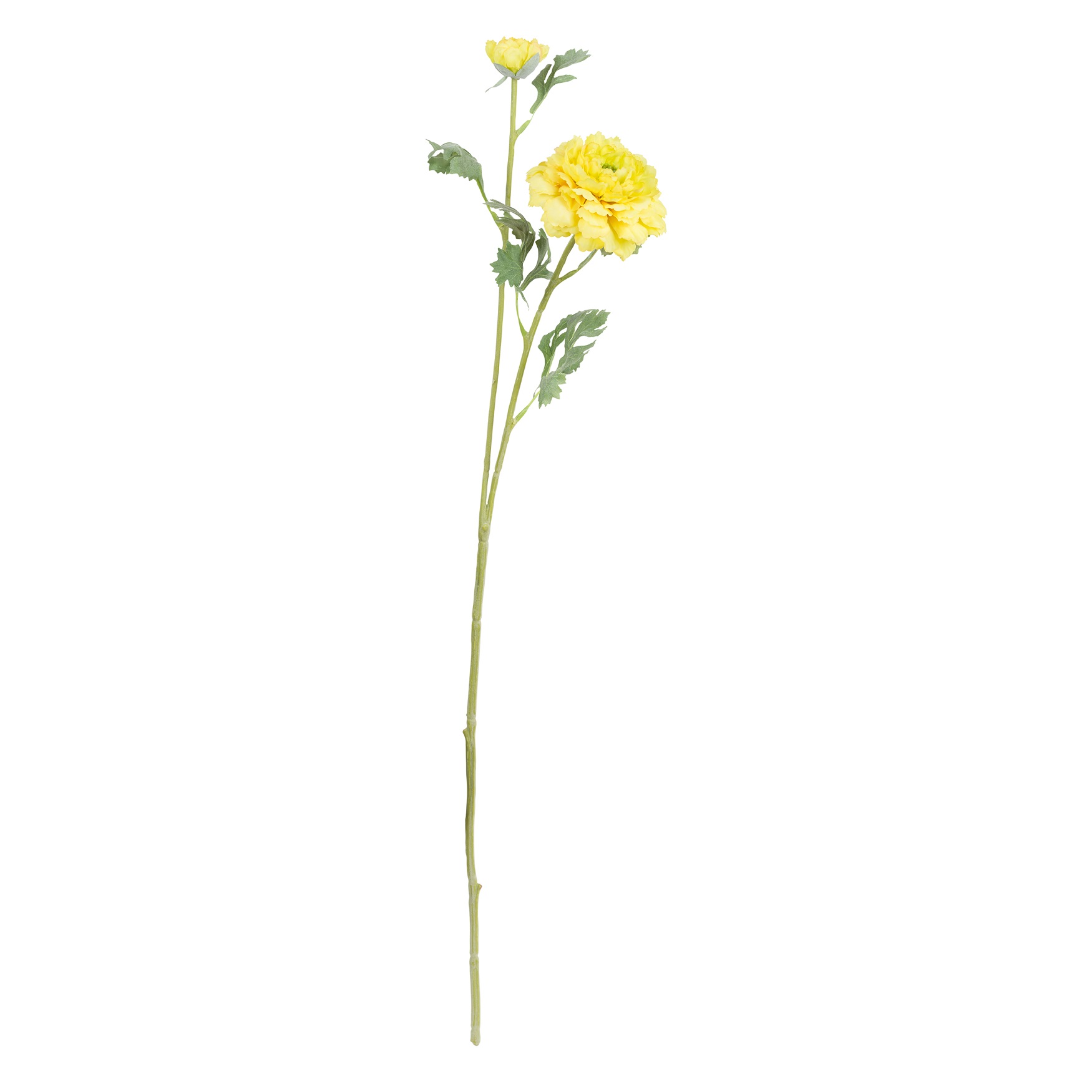 Fiorile Yellow Ranunculus Pompon Gift
