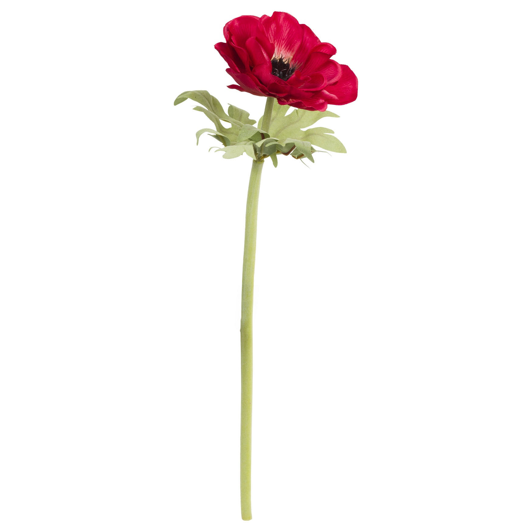 Fiorile Red Anemone Gift