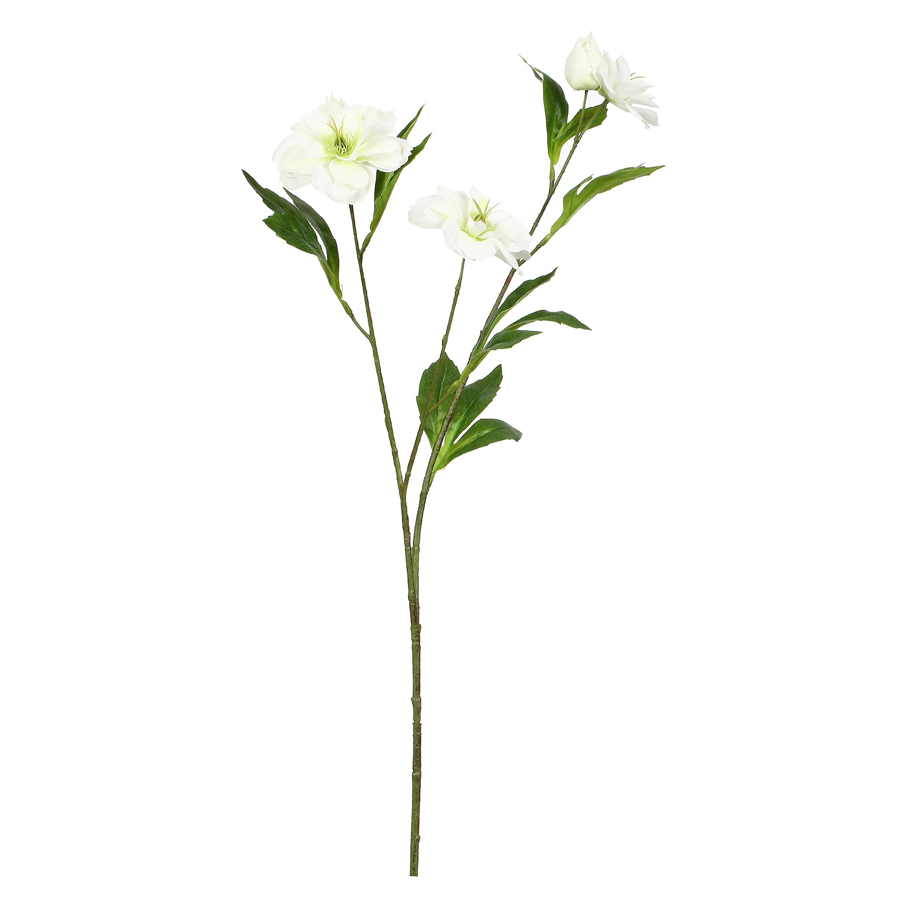 Fiorile Helleboro White Gift