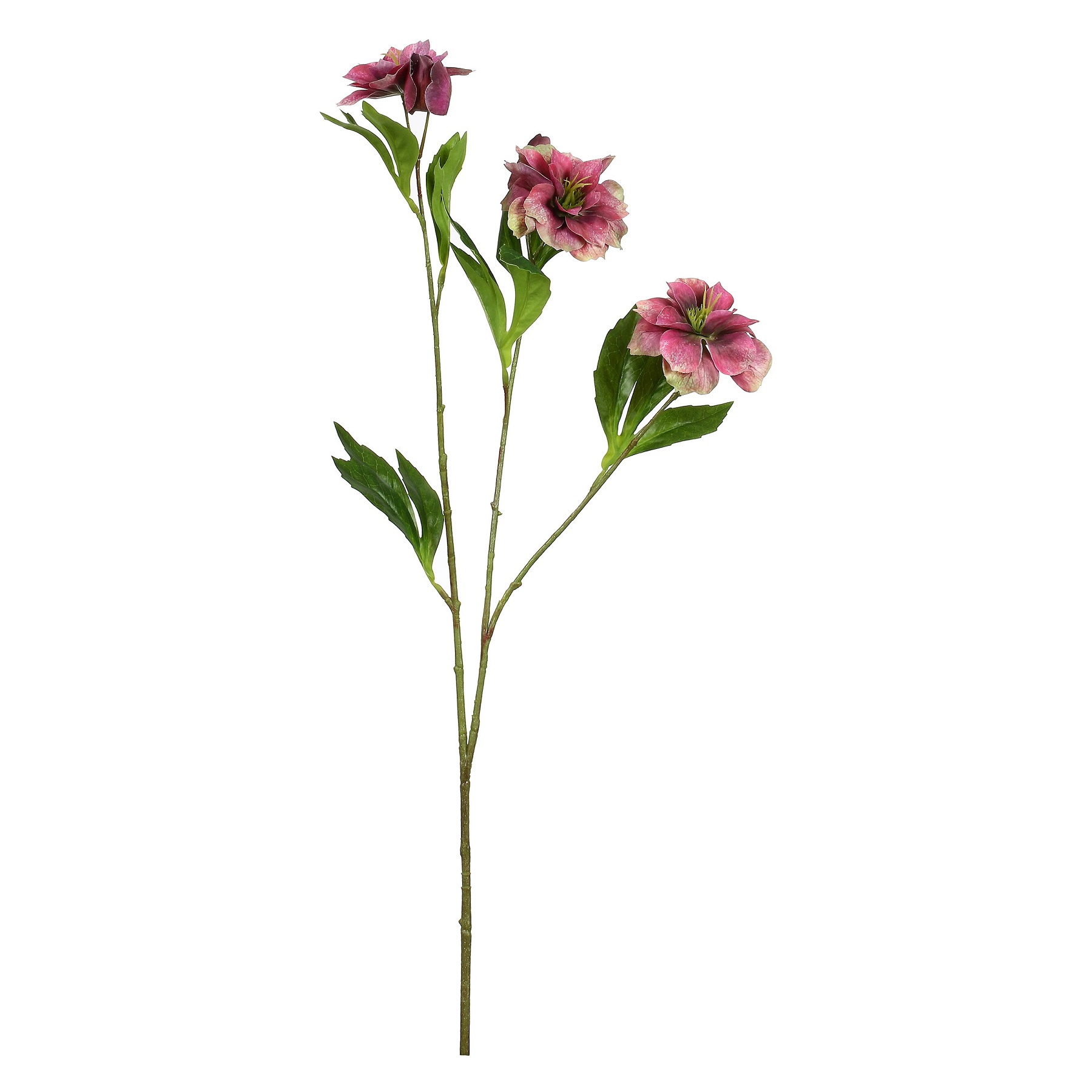 Fiorile Helleboro Wine Gift