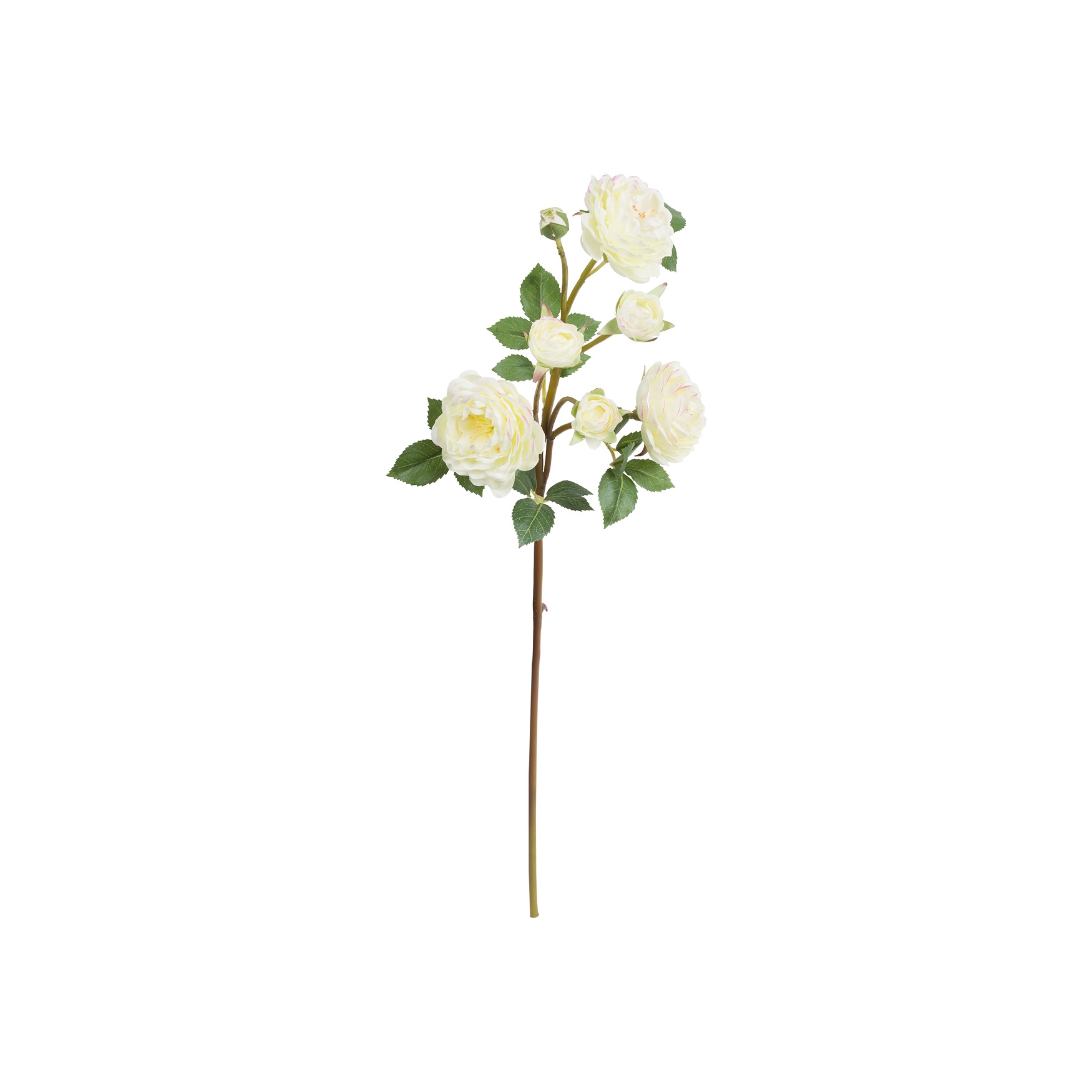 Fiorile White Antonietta Rose Gift