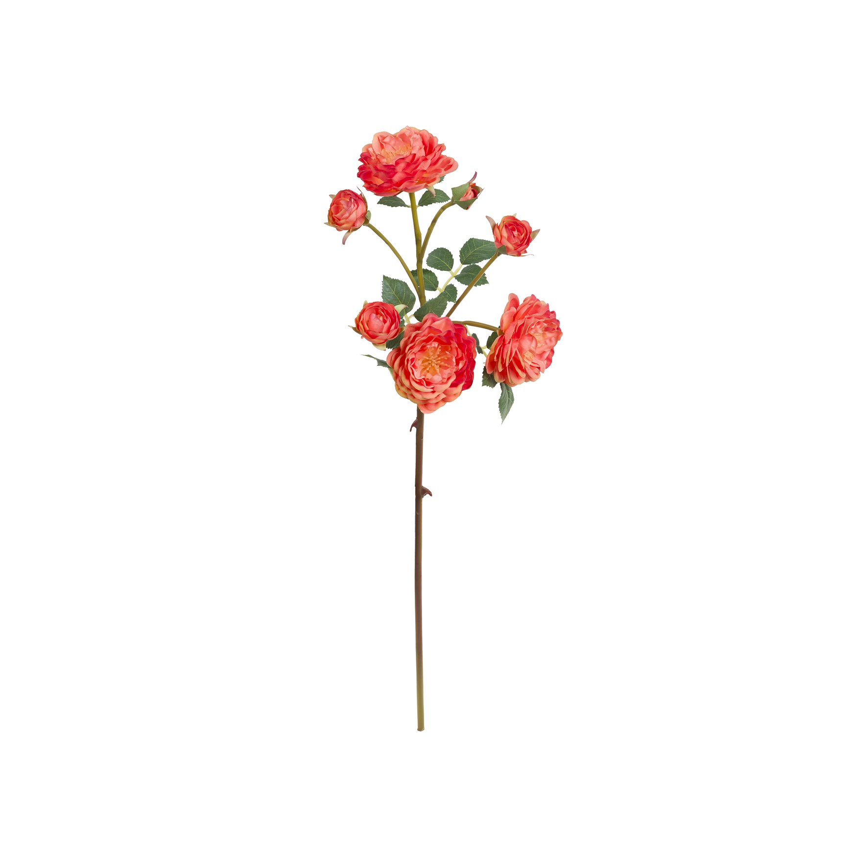 Fiorile Orange Antonietta Rose Gift
