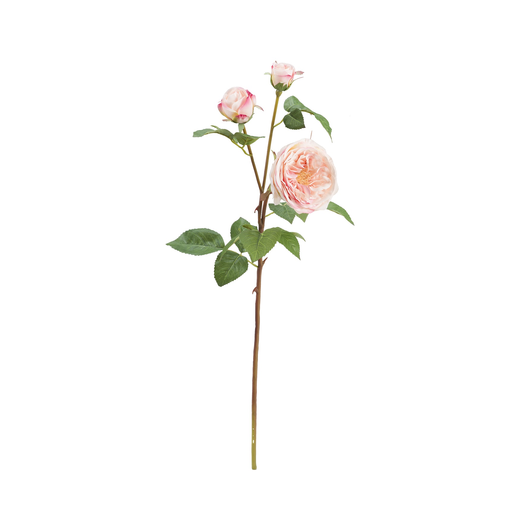 Fiorile Pier Pink Rose Gift