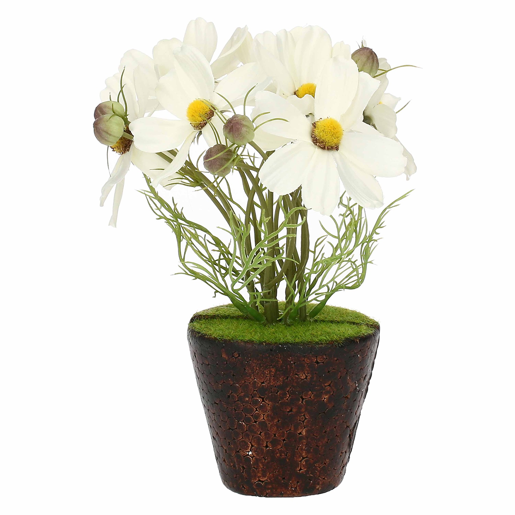 Ilmazzolino Cosmos White W  Clod Gift