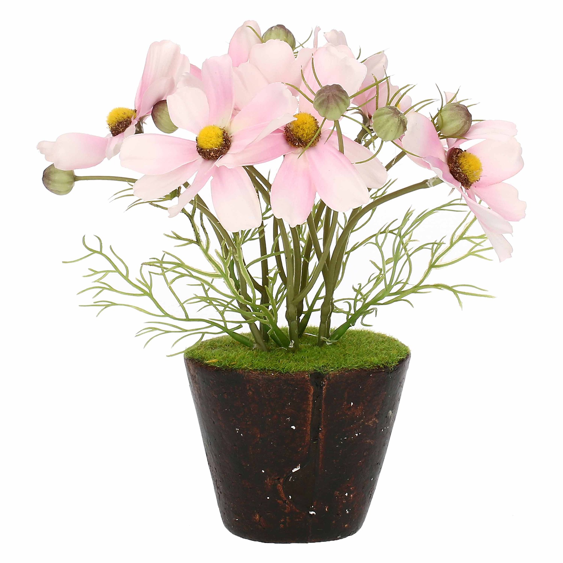 Ilmazzolino Cosmos Pink W  Clod Gift
