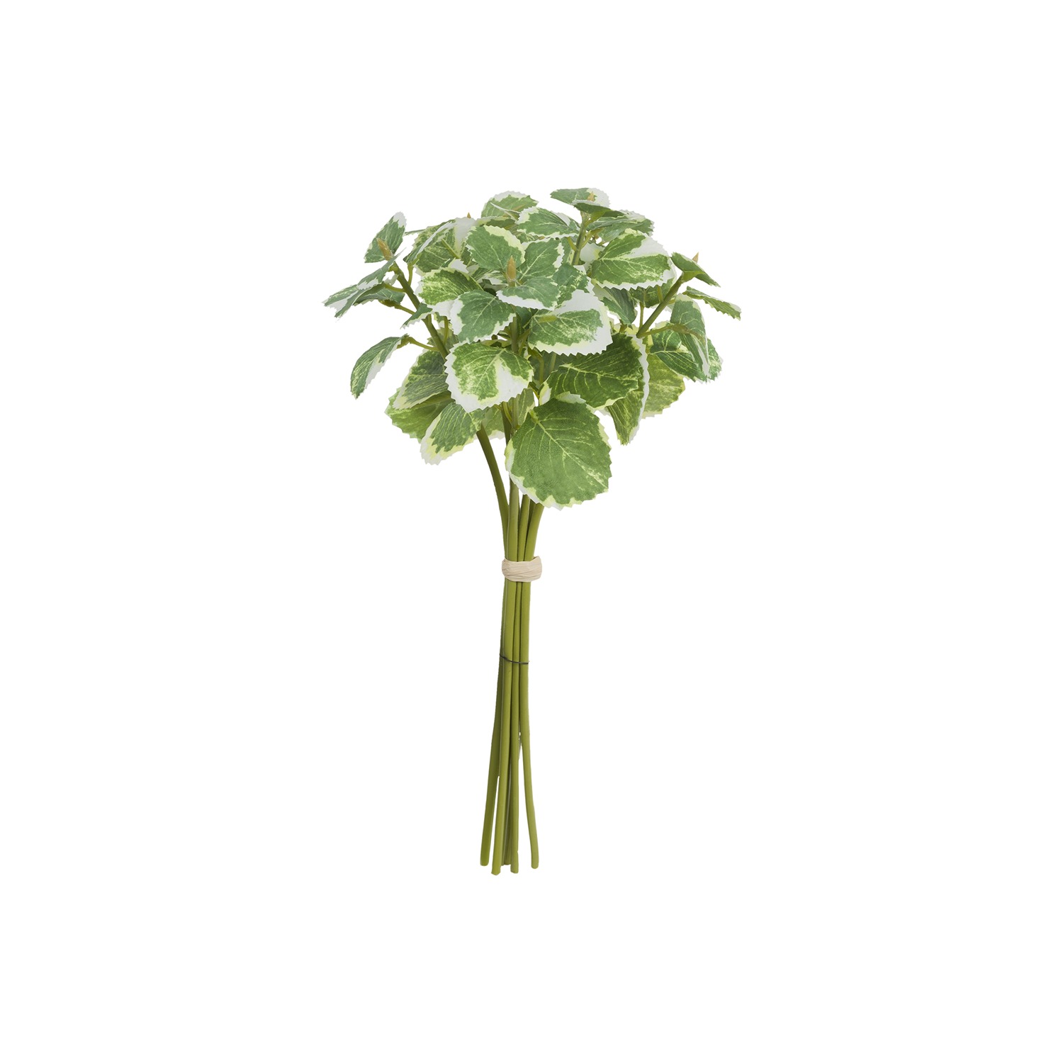 Ilmazzolino Mint Gift