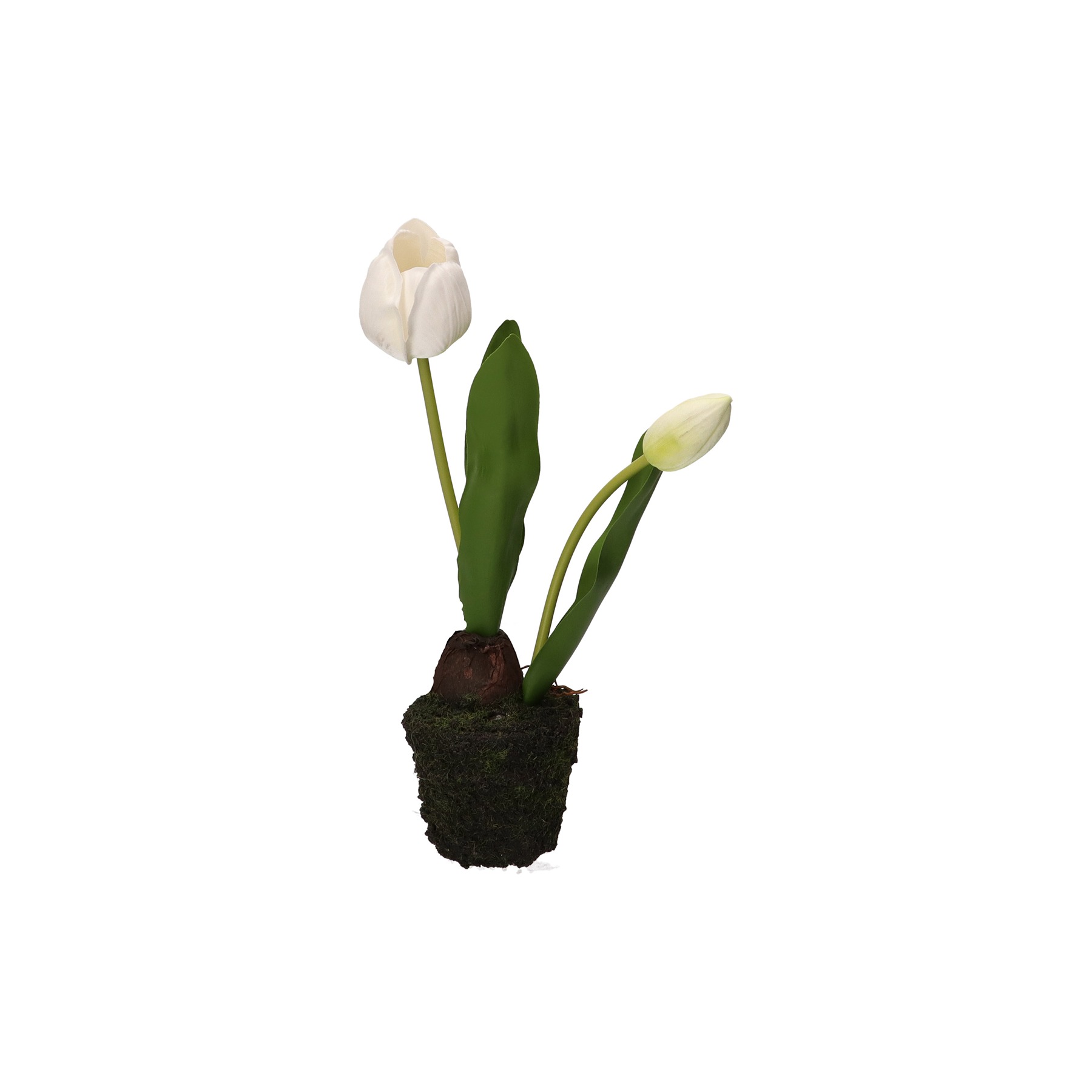 Anna Tulip White Clump S D 8 Gift