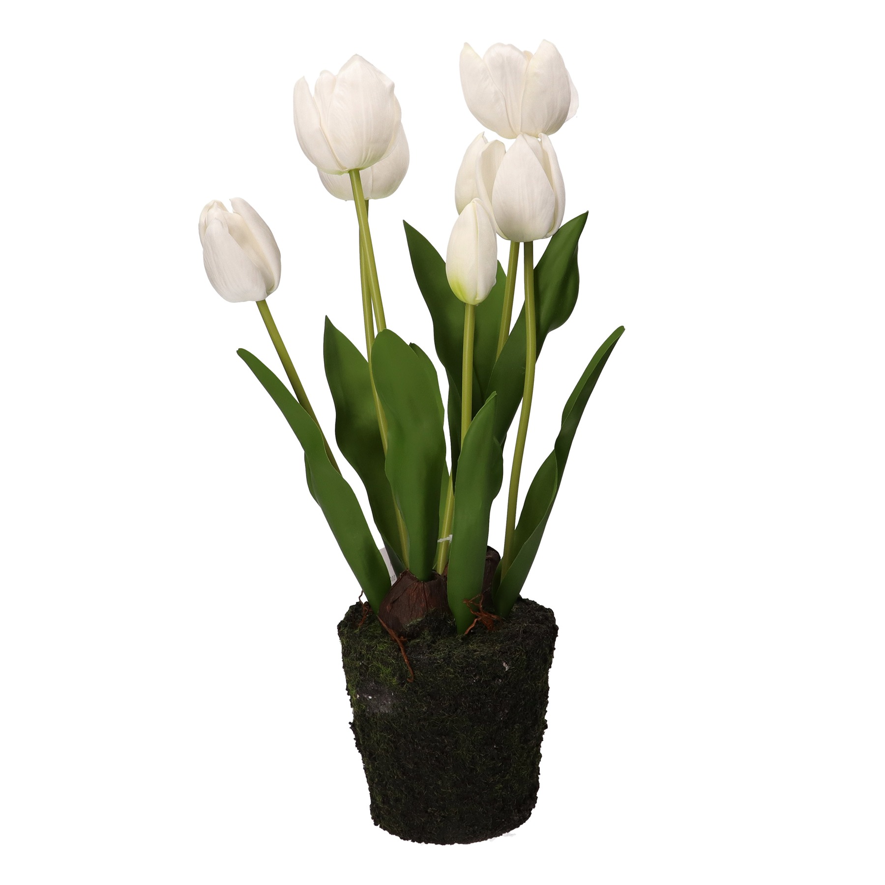 Anna Tulip White Clump L D 12 5 Gift