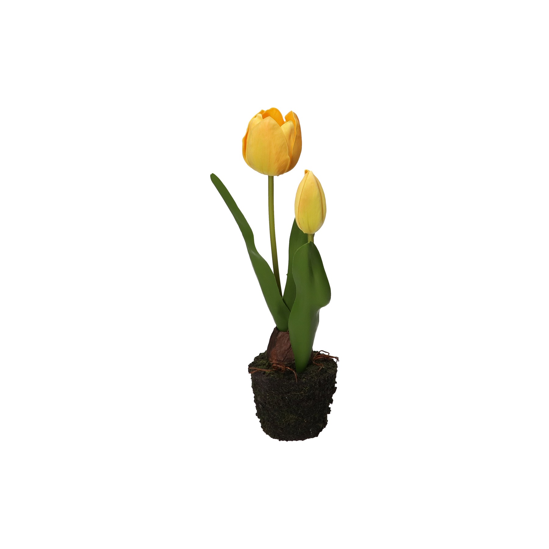 Anna Tulip Yellow S D 8 Gift