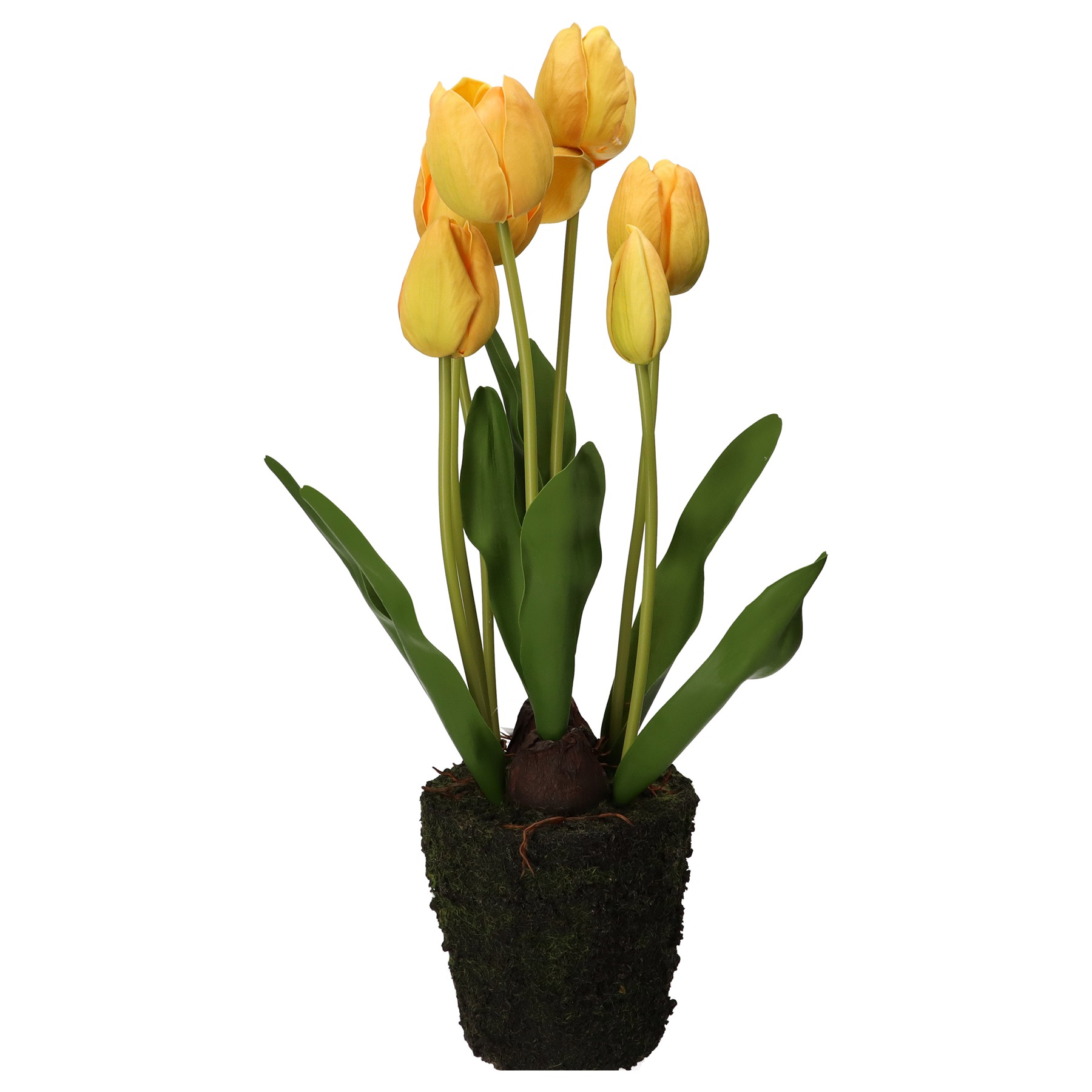 Anna Tulip Yellow L D 12 5 Gift