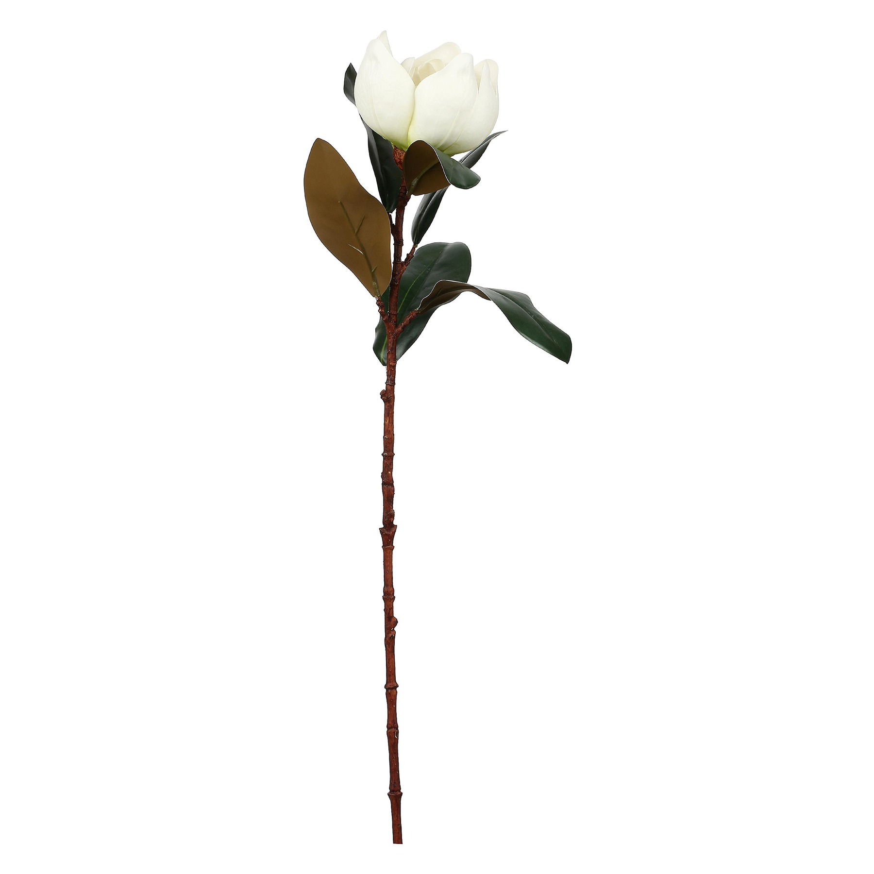 Maggie White Magnolia 1 Flower Gift