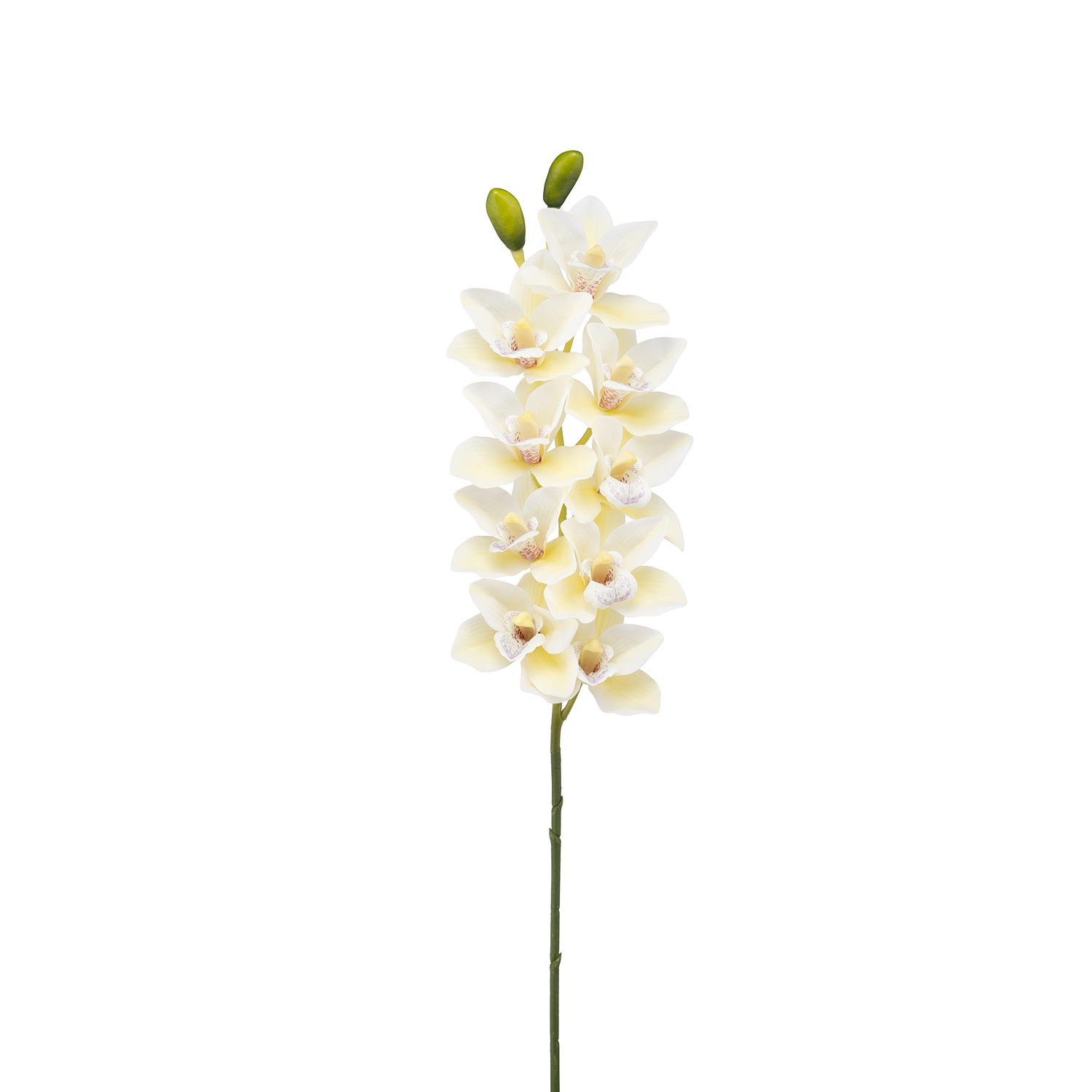 Fiorile White Cymbidium Gift