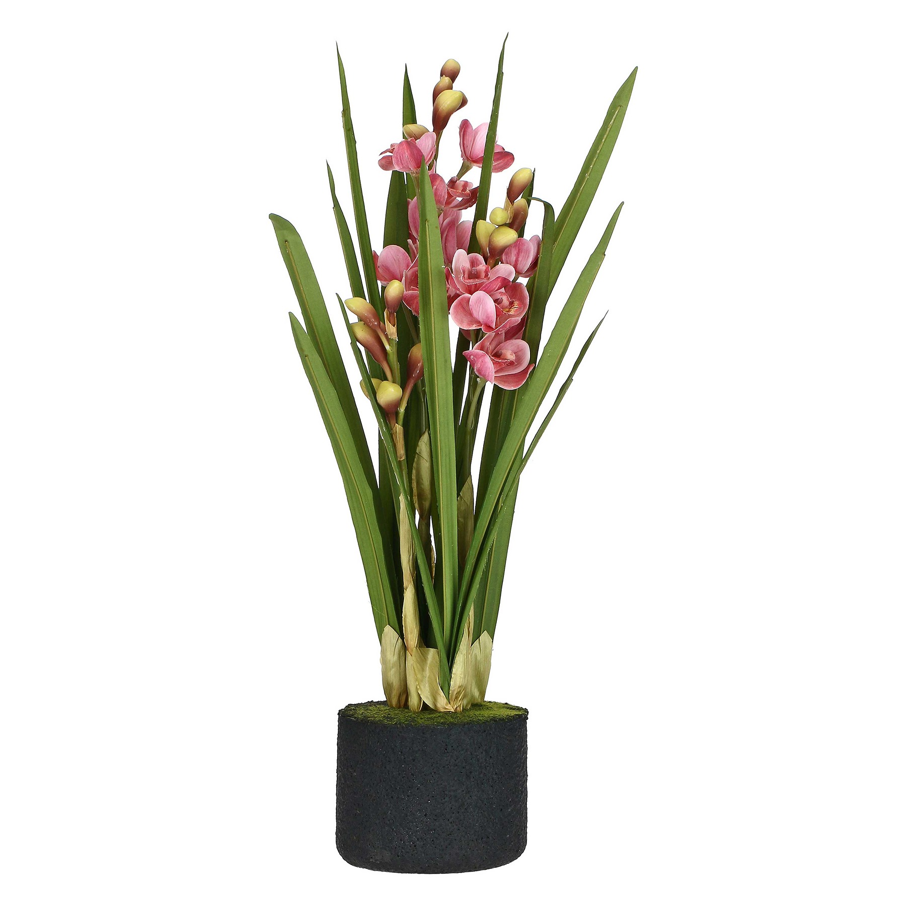 Veronica Pink Cymbidium Clod L ÃƒËœ16 Gift