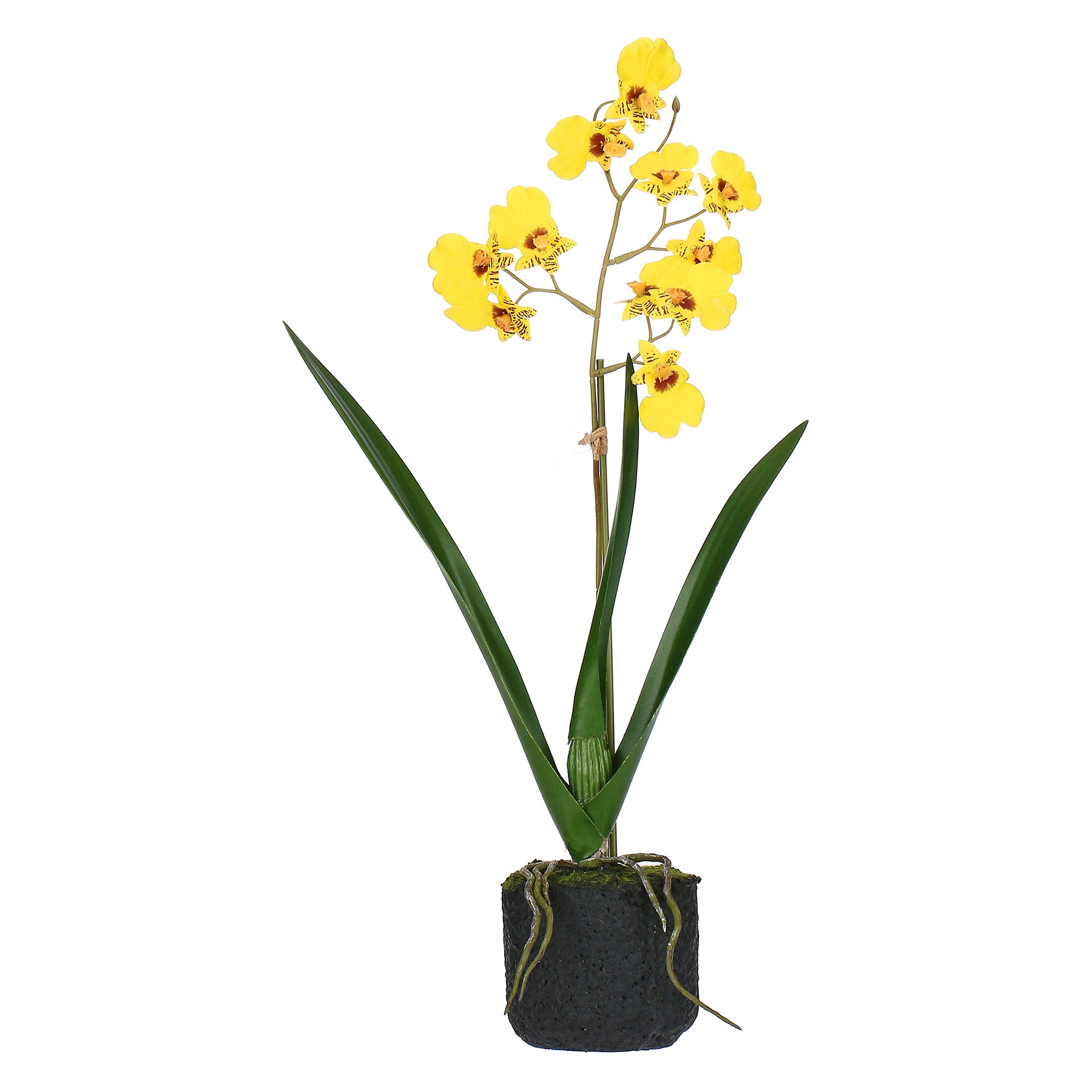 Veronica Yellow Oncidium Clod S ÃƒËœ9 Gift